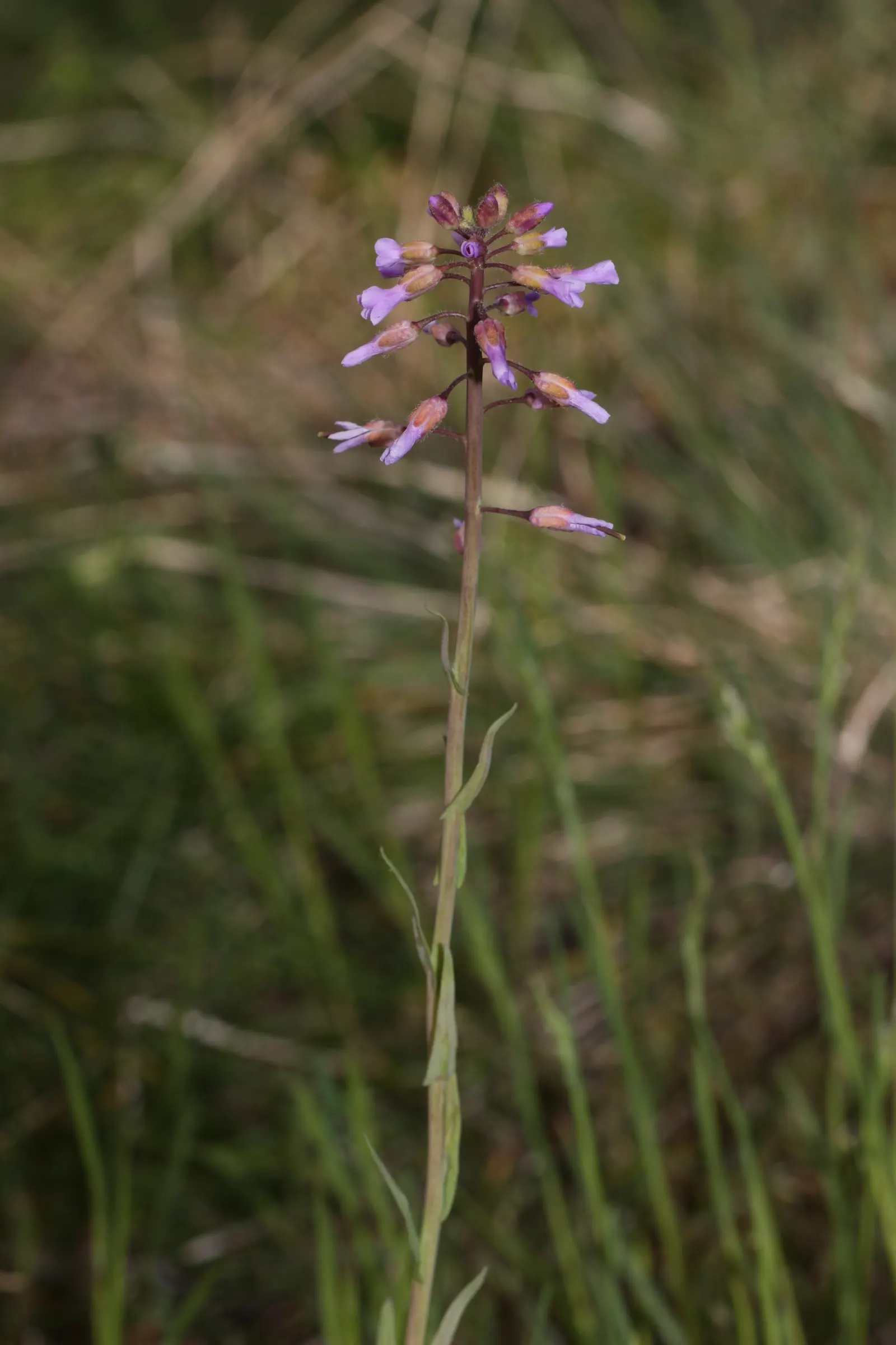 Sicklepod Rockcress (Boechera Sparsiflora) — four-petaled yellow flowers