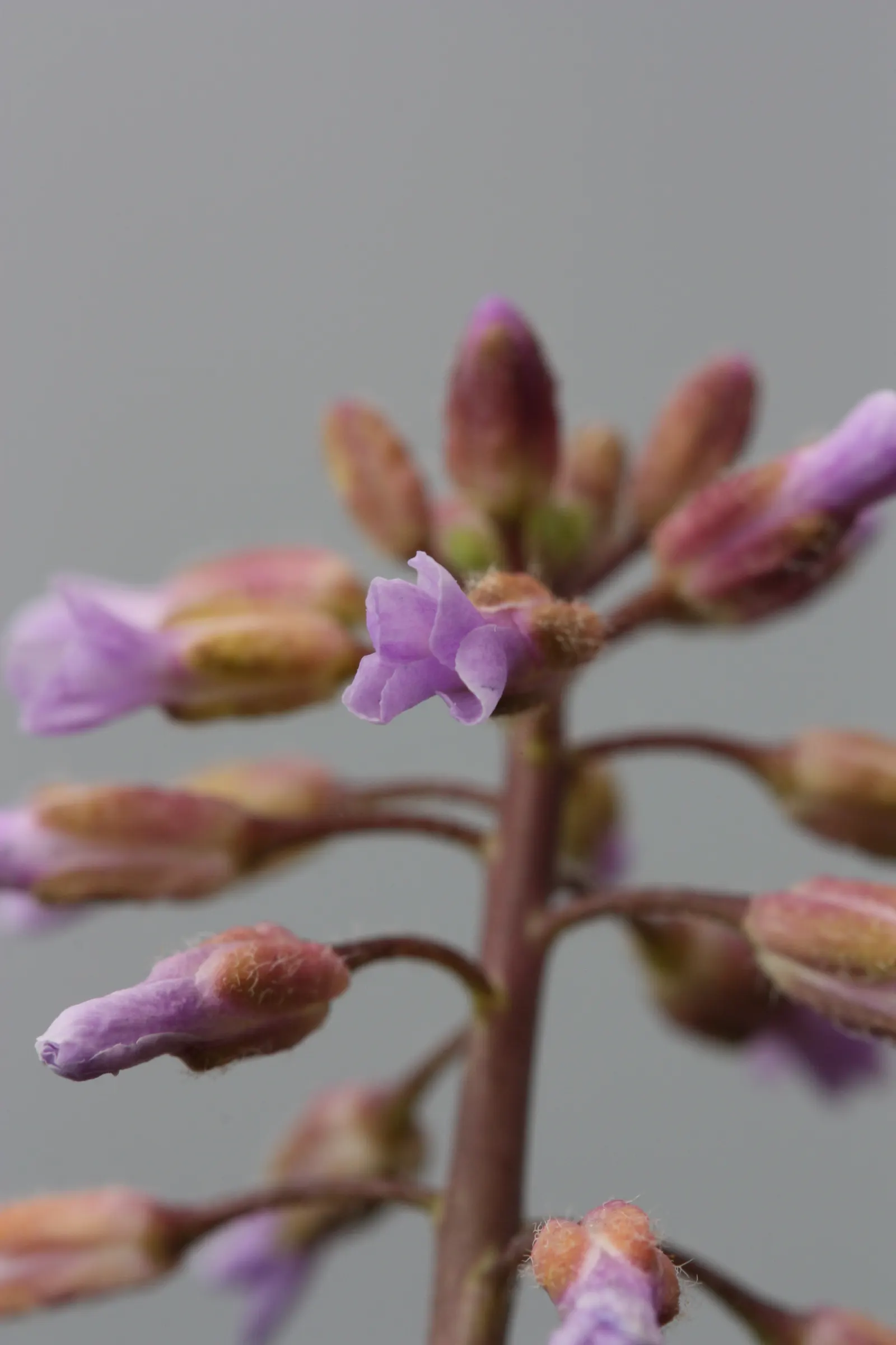 Sicklepod Rockcress (Boechera Sparsiflora) — Ideal for rock gardens or xeriscapes, it thrives in well-drained soils and full sun to light shade conditions