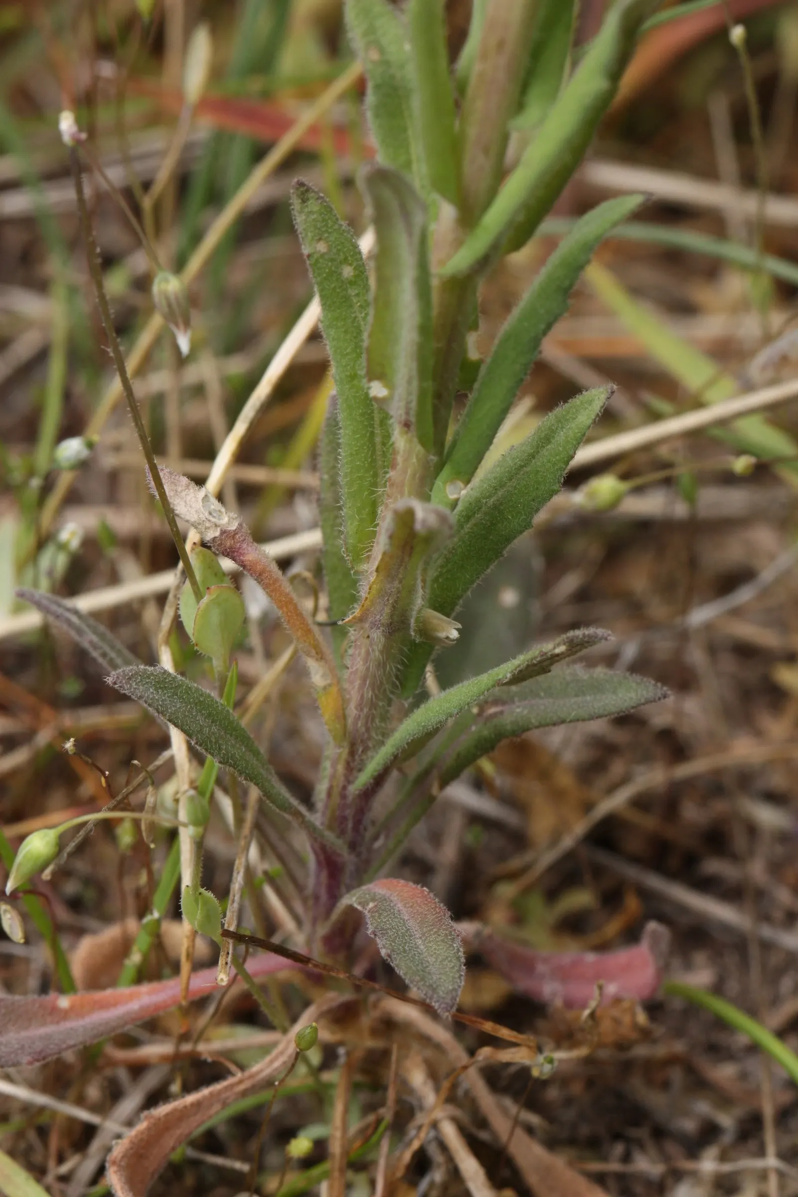 Sicklepod Rockcress (Boechera Sparsiflora) — It features slender stems reaching up to 3 feet, adorned with sparse, lance-shaped leaves