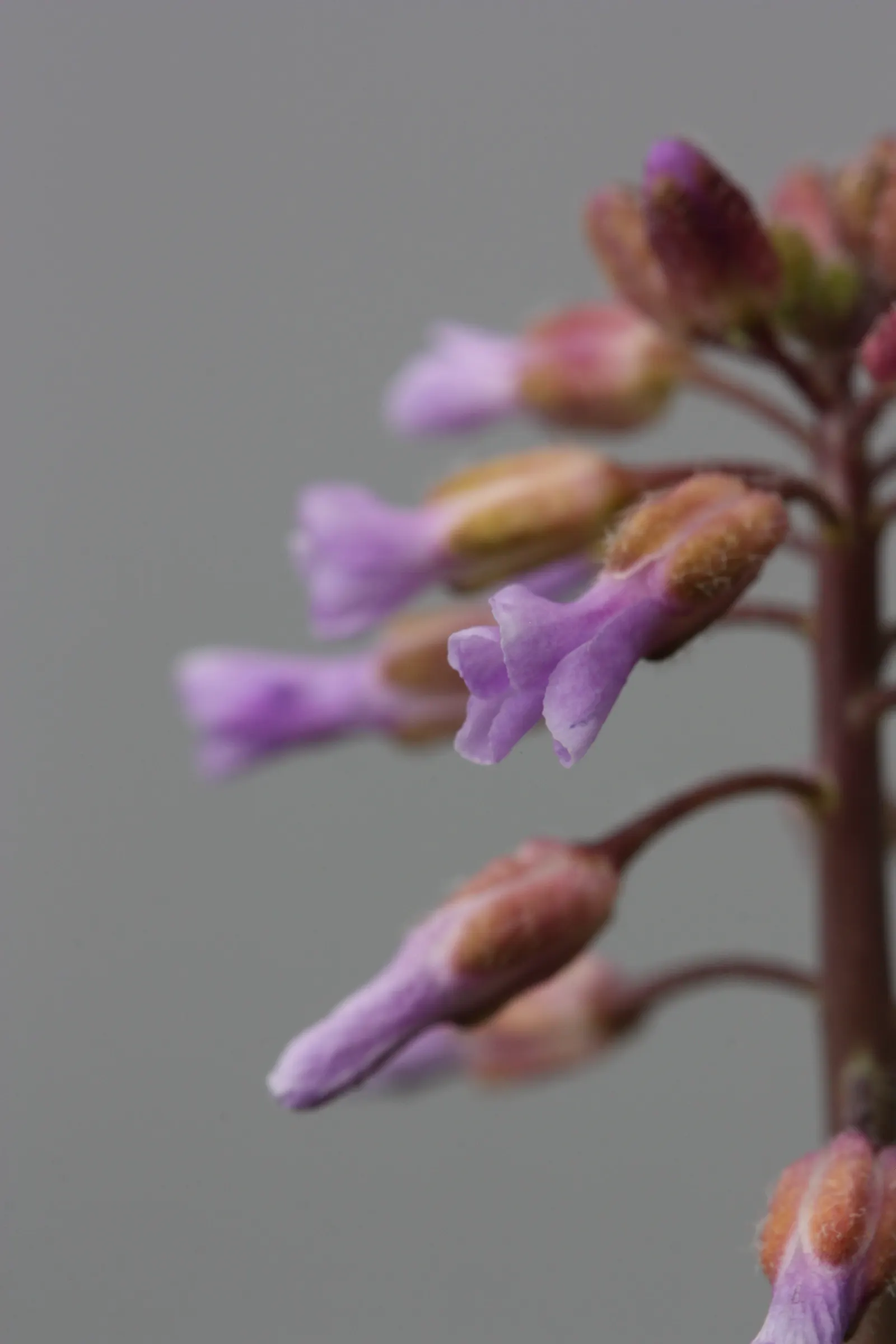Sicklepod Rockcress (Boechera Sparsiflora) — making it well-suited for rock gardens