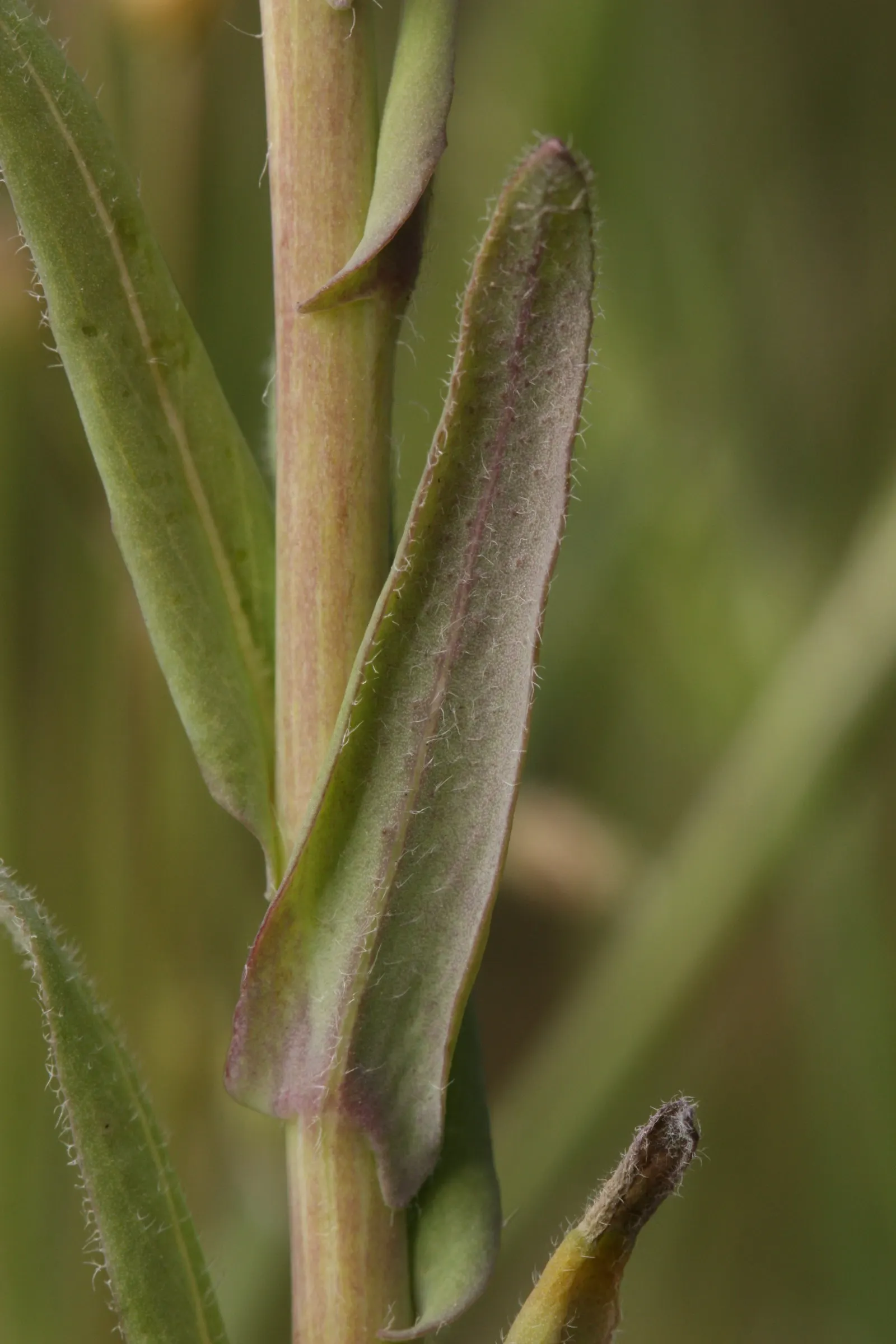 Sicklepod Rockcress (Boechera Sparsiflora) — preferring well-drained soils and full to partial sun exposure