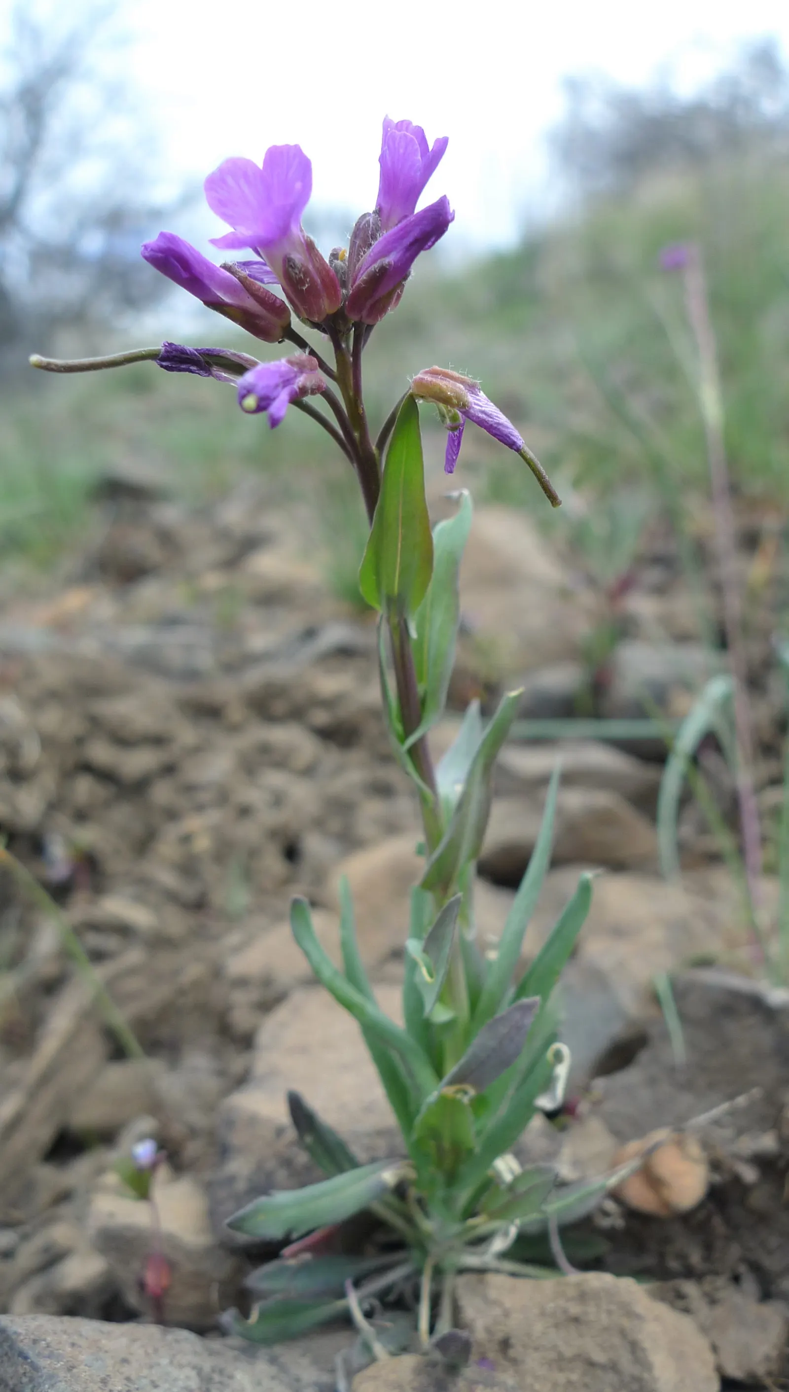 Sicklepod Rockcress (Boechera Sparsiflora) — consider its native habitat and provide space for its natural