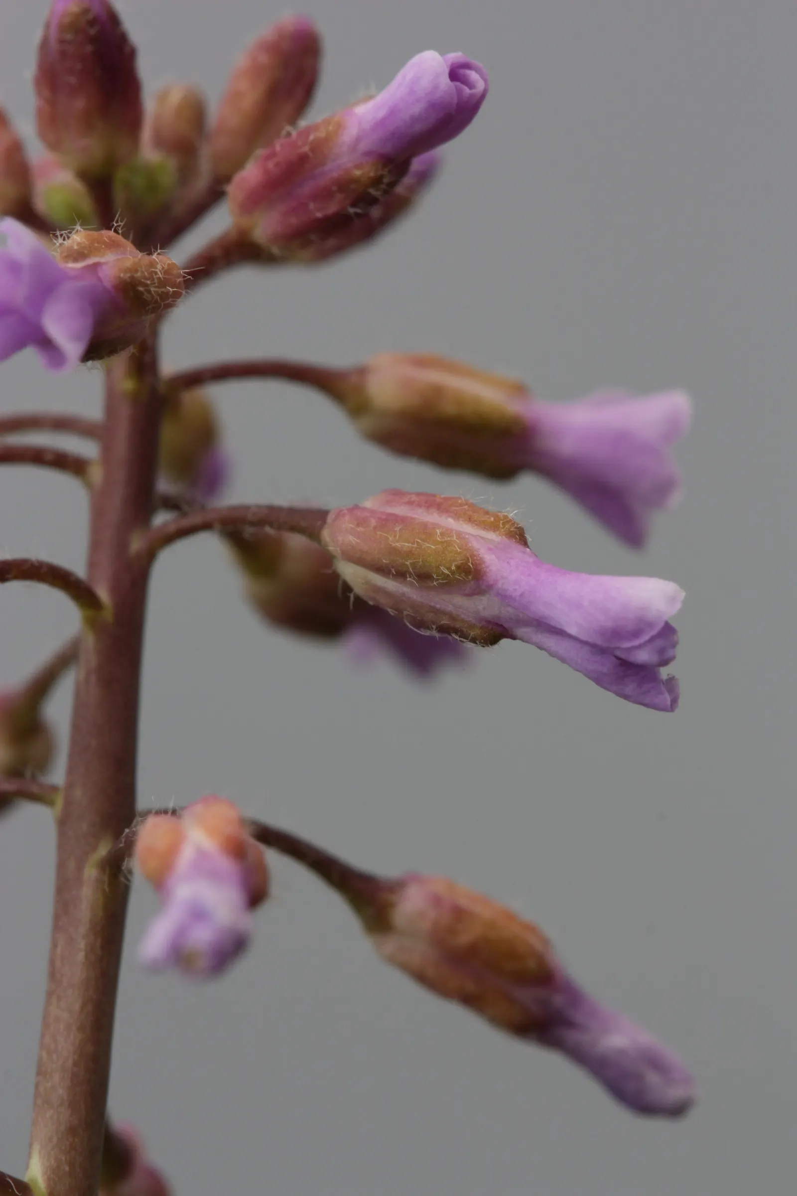 Sicklepod Rockcress (Boechera Sparsiflora) — scientifically known as Boechera sparsiflora