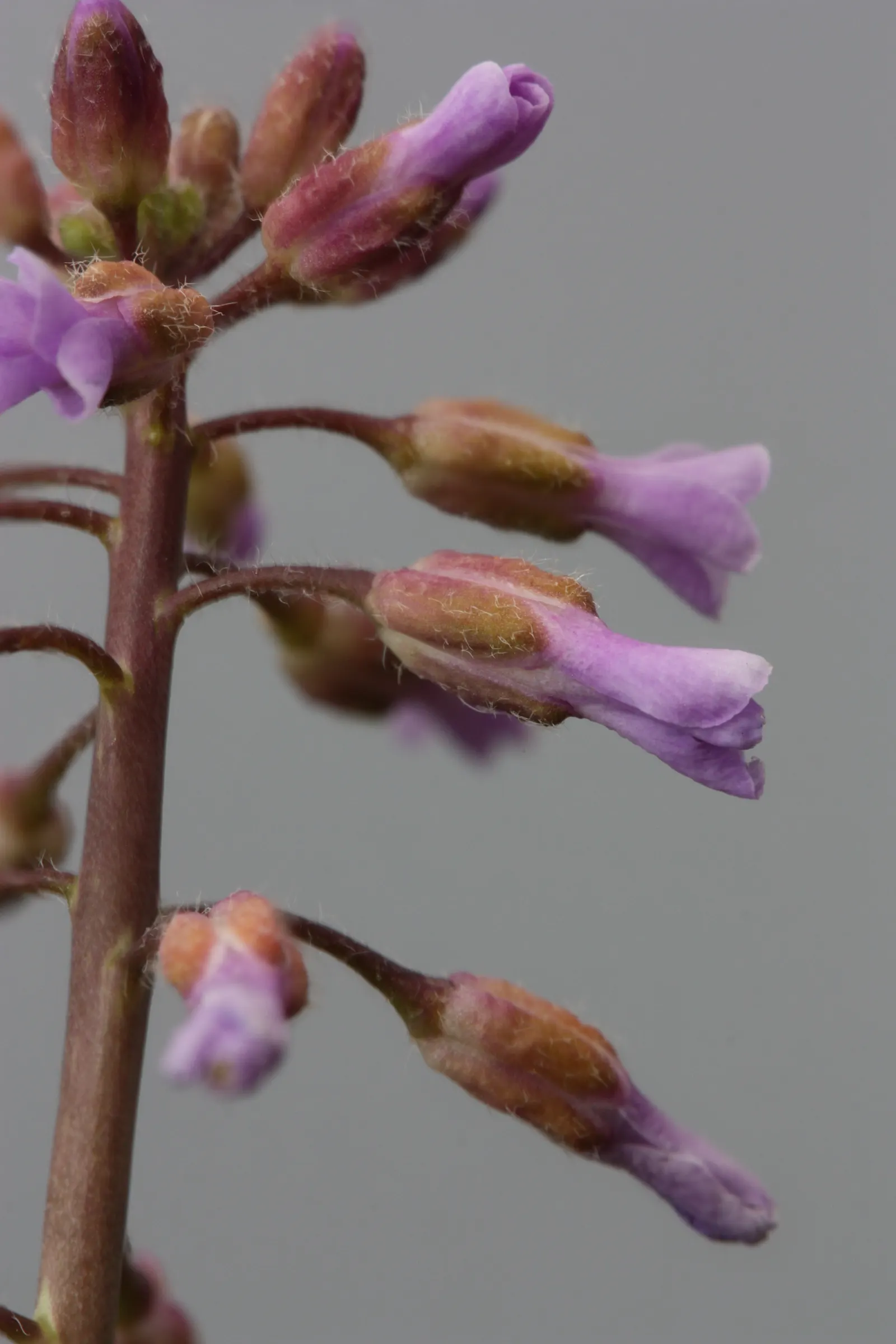 Sicklepod Rockcress (Boechera Sparsiflora) — pale-purple to white flowers