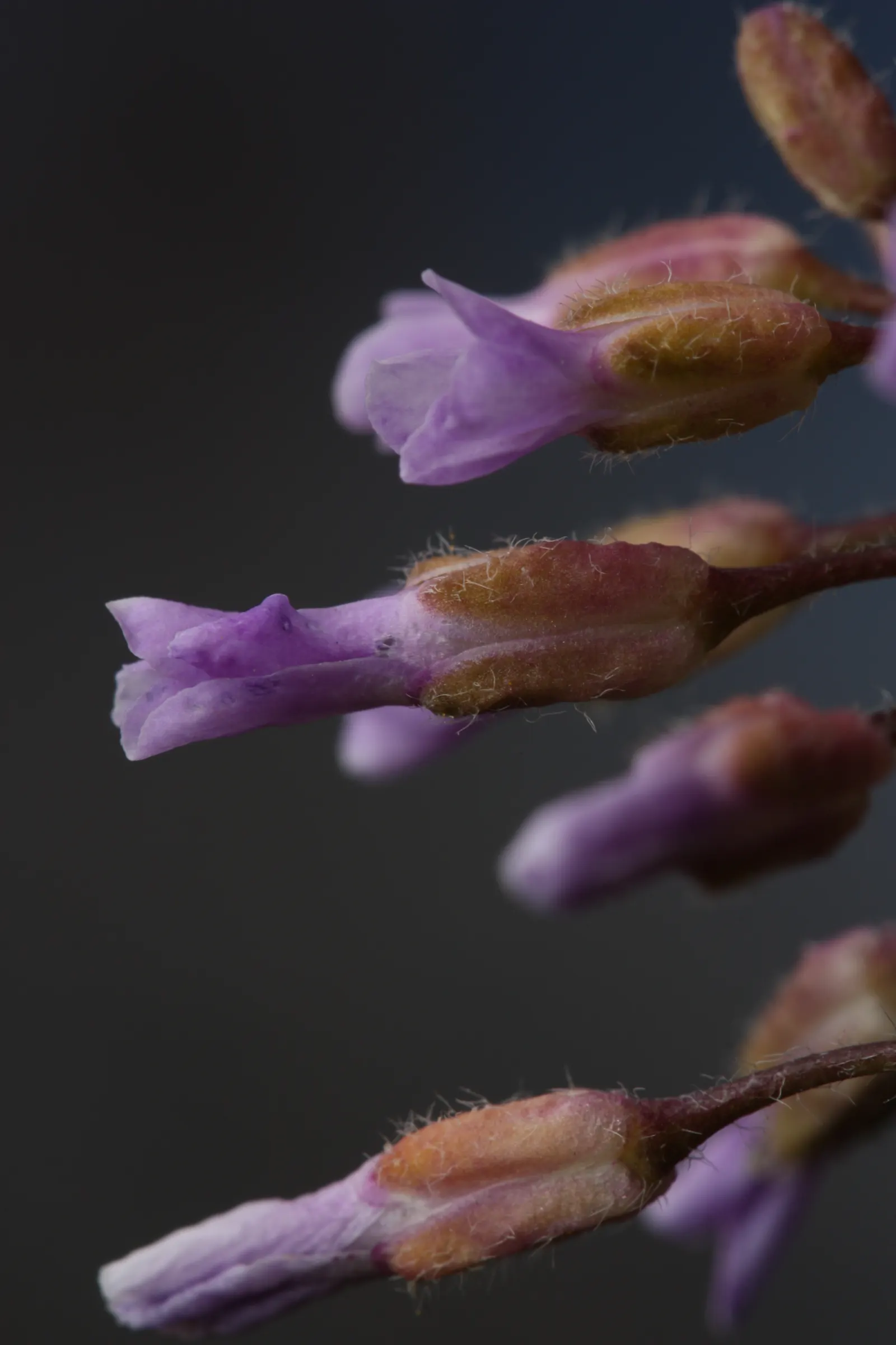 Sicklepod Rockcress (Boechera Sparsiflora) — gray-green leaves that assemble in basal rosettes