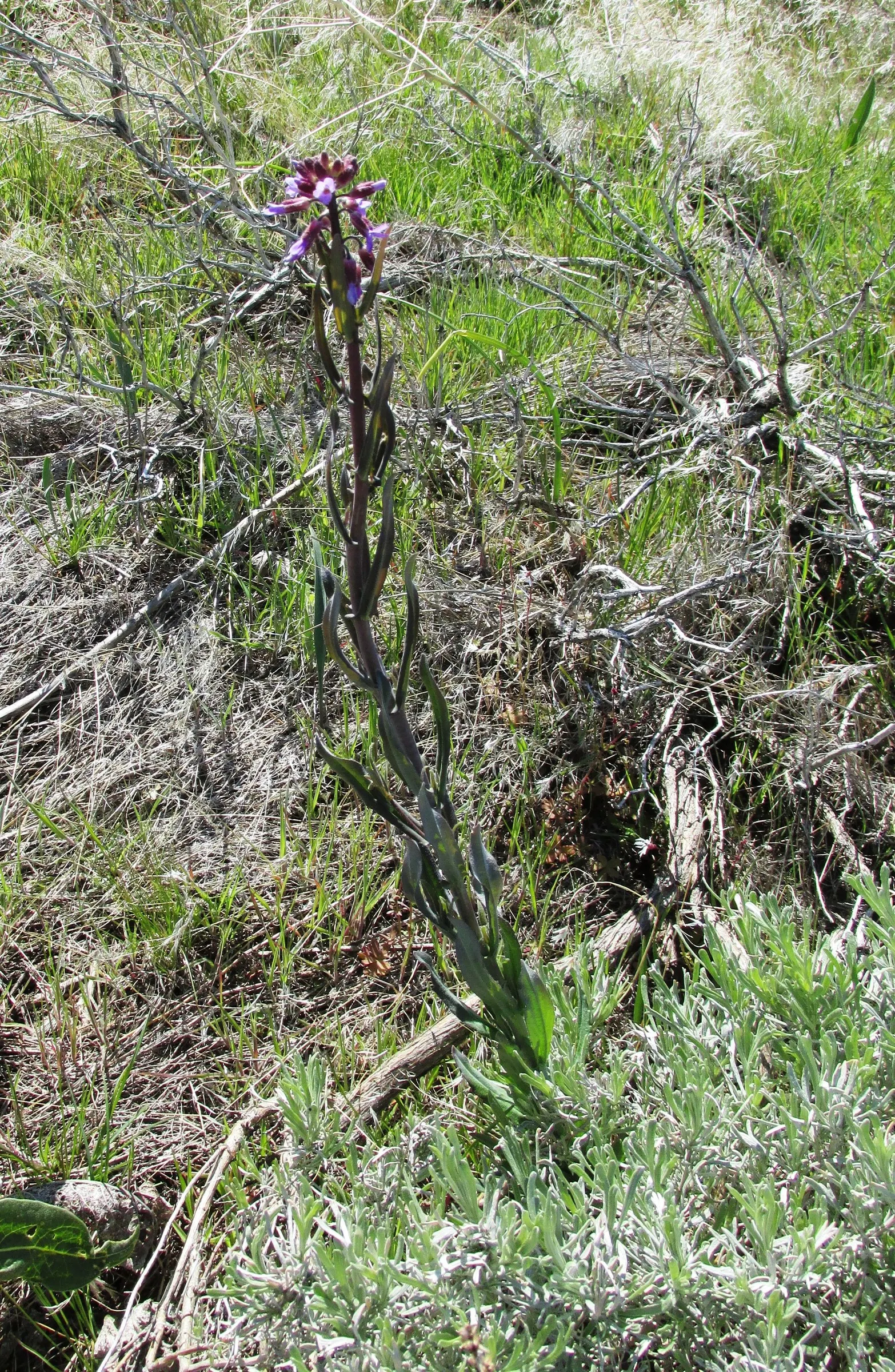 Sicklepod Rockcress (Boechera Sparsiflora) — The Sicklepod Rockcress (Boechera sparsiflora) is a perennial native to western North America