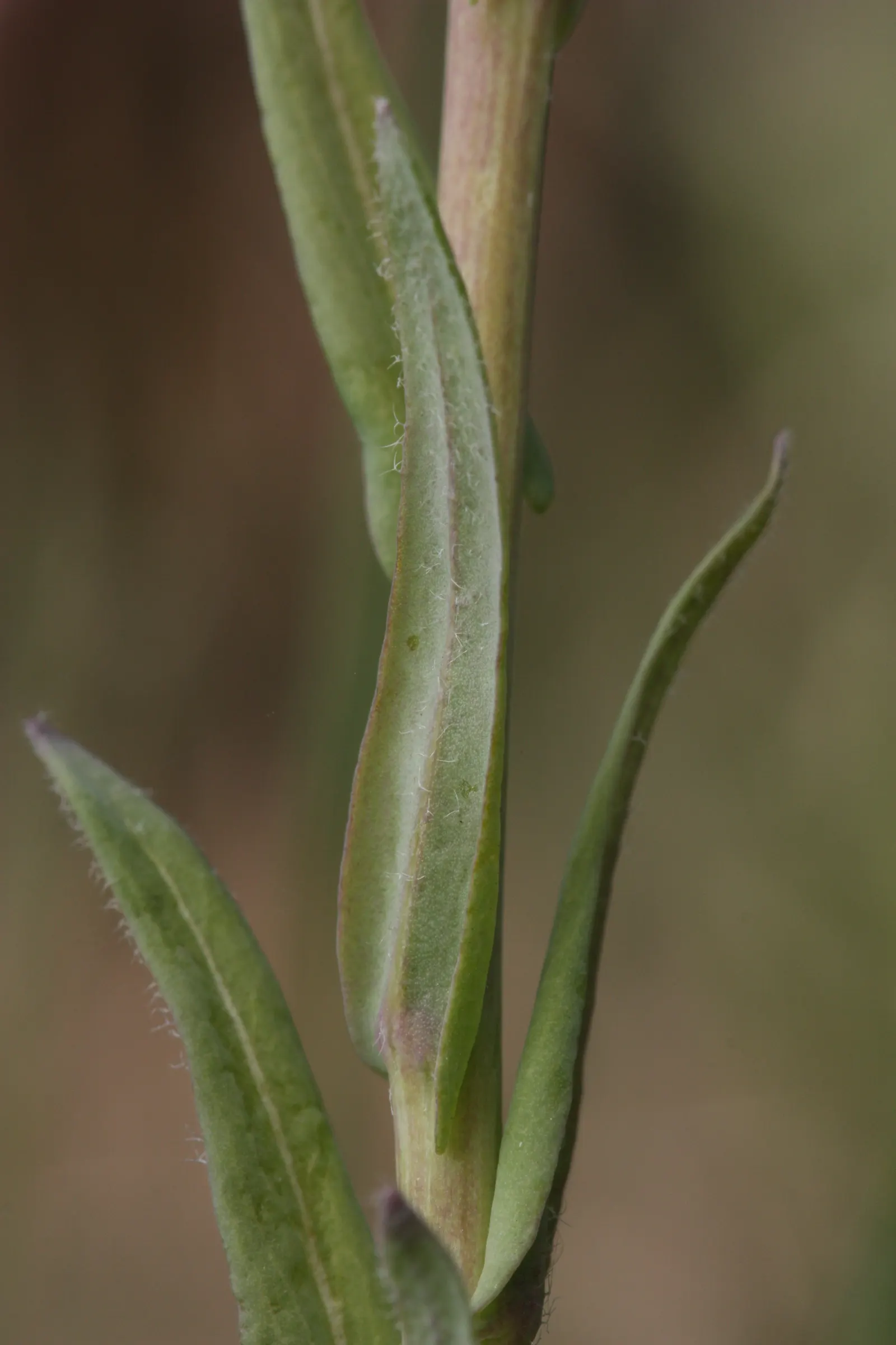 Sicklepod Rockcress (Boechera Sparsiflora) — It is particularly drought-tolerant once established