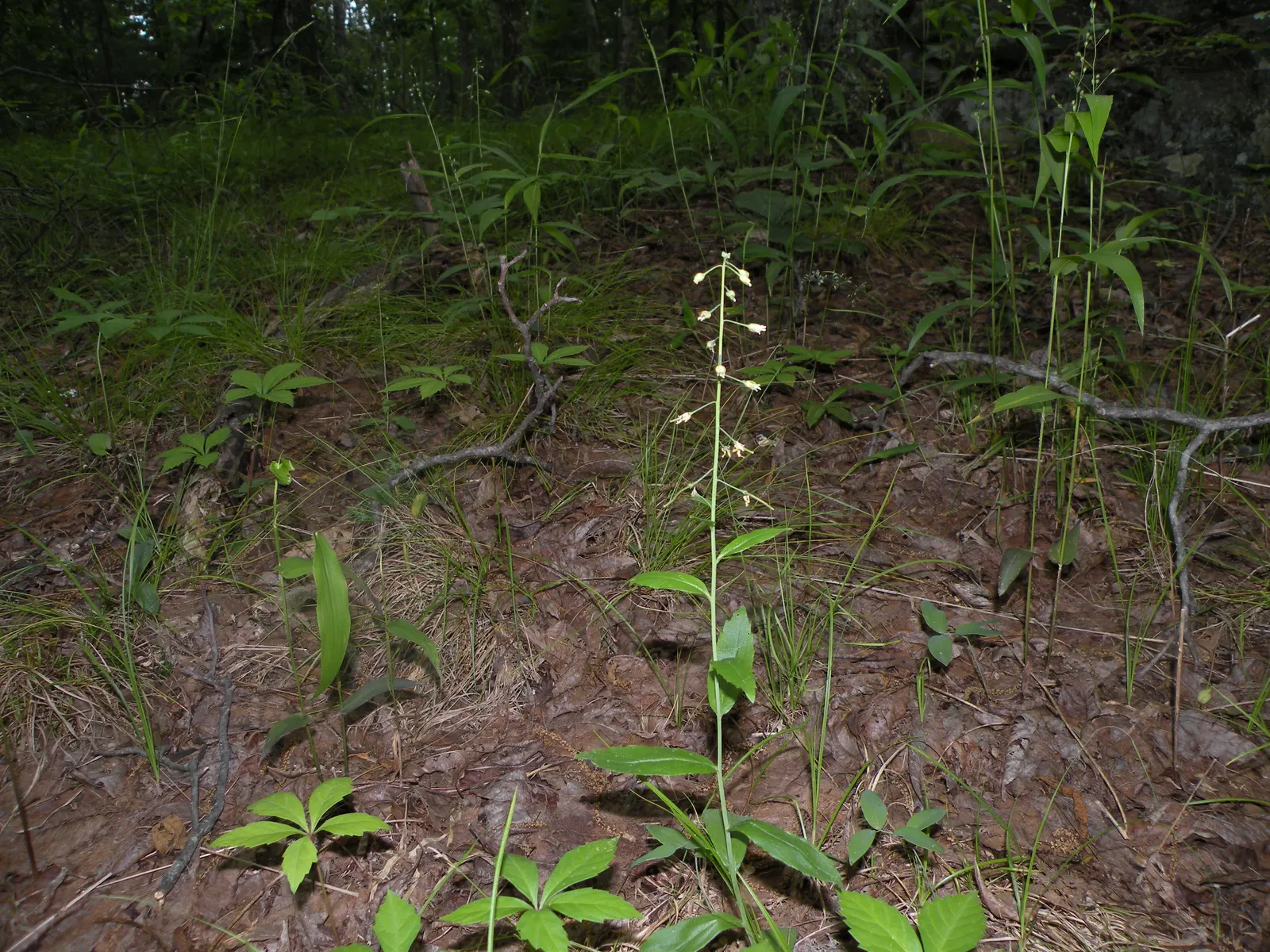 Sicklepod Rockcress (Boechera Sparsiflora) — Boechera sparsiflora boasts lance-shaped