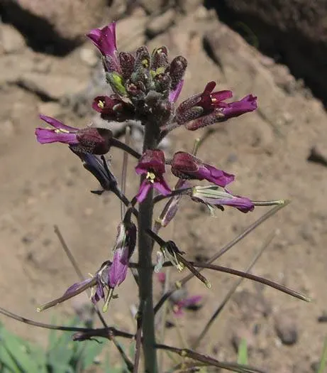 Sicklepod Rockcress (Boechera Sparsiflora) — Hardy and low maintenance