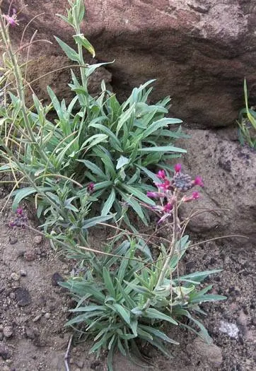 Sicklepod Rockcress (Boechera Sparsiflora) — is a charming and resilient native perennial that can add an understated elegance to any landscape design
