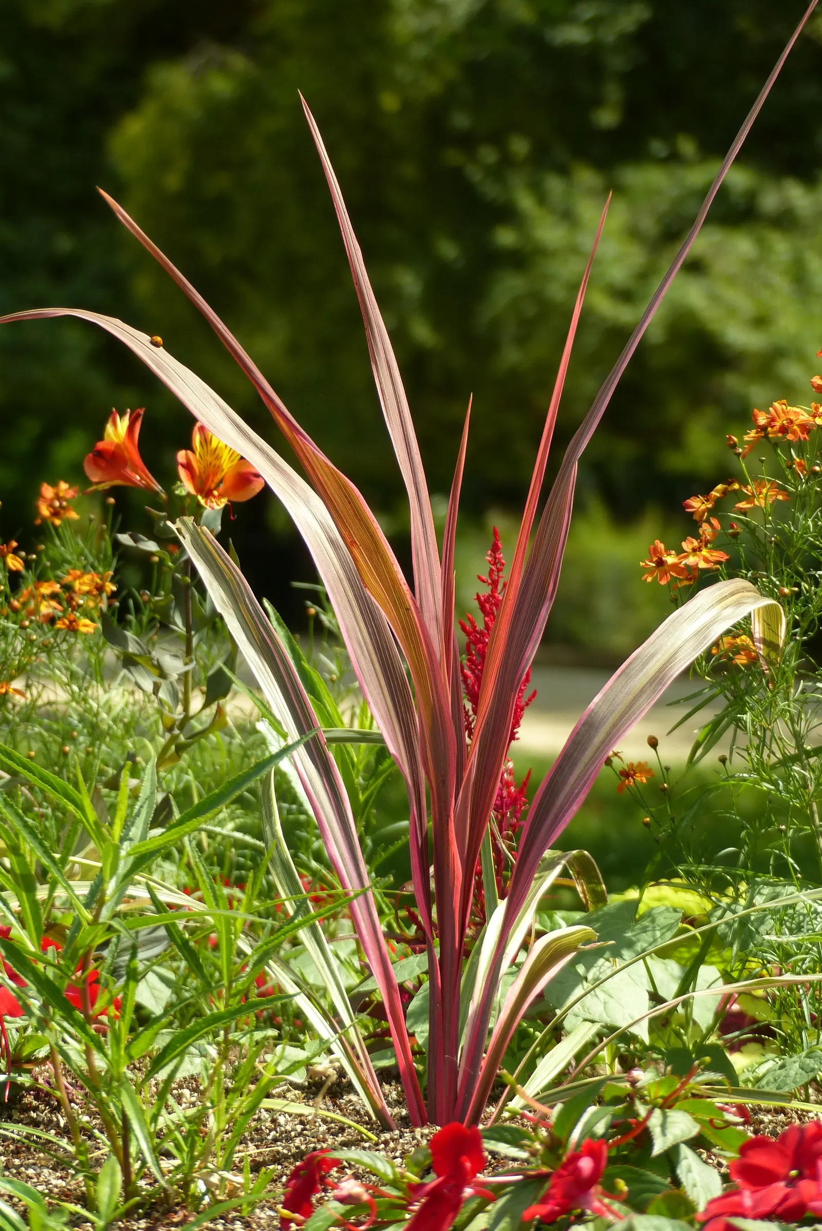 Cha Cha Cordyline (Cordyline 'Cha Cha') — The Cordyline 'Cha Cha' is a vibrant perennial featuring variegated leaves in a blend of yellow