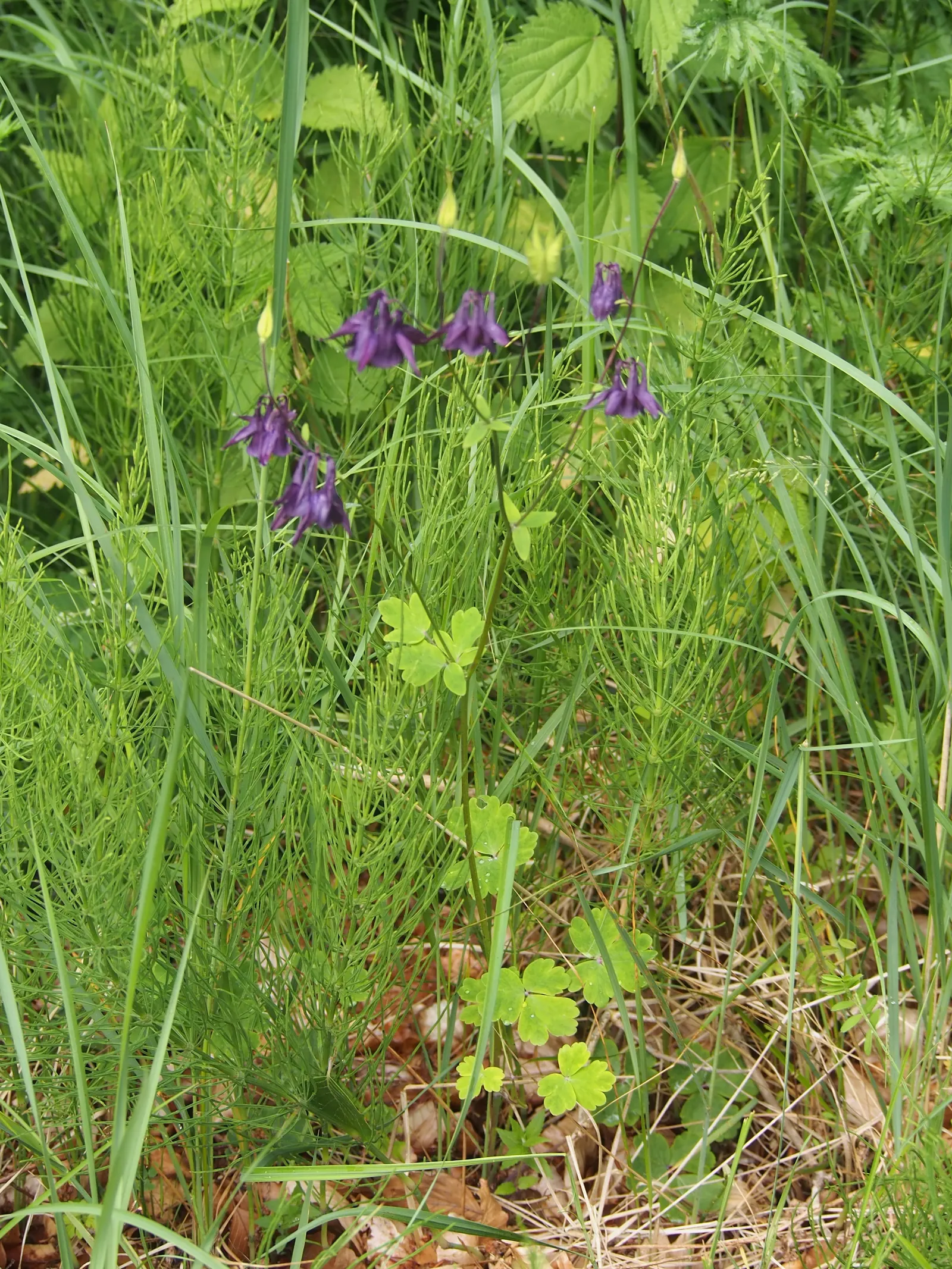 Columbine (Aquilegia Hybrids) — multi-colored and yellow flowers in the garden; renowned for its distinctive shape