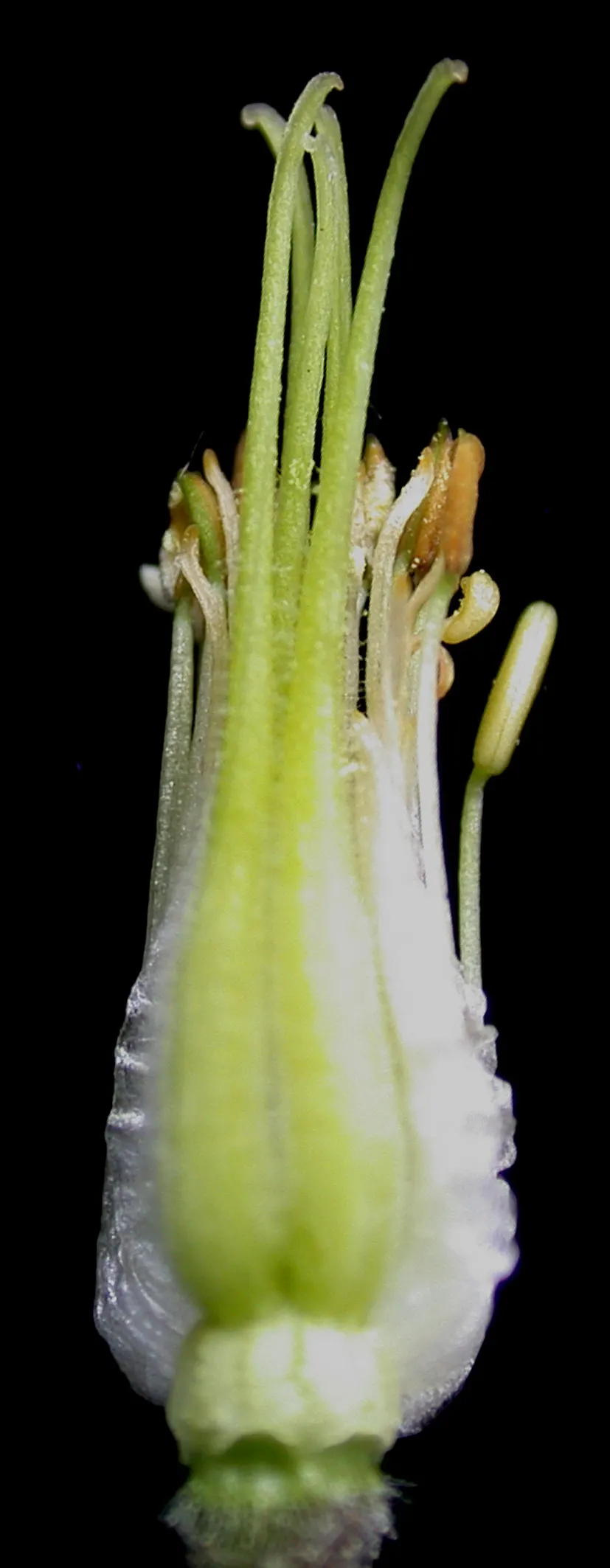 Columbine (Aquilegia Hybrids) — nodding flowers with spurred petals; renowned for its distinctive shape, image 114