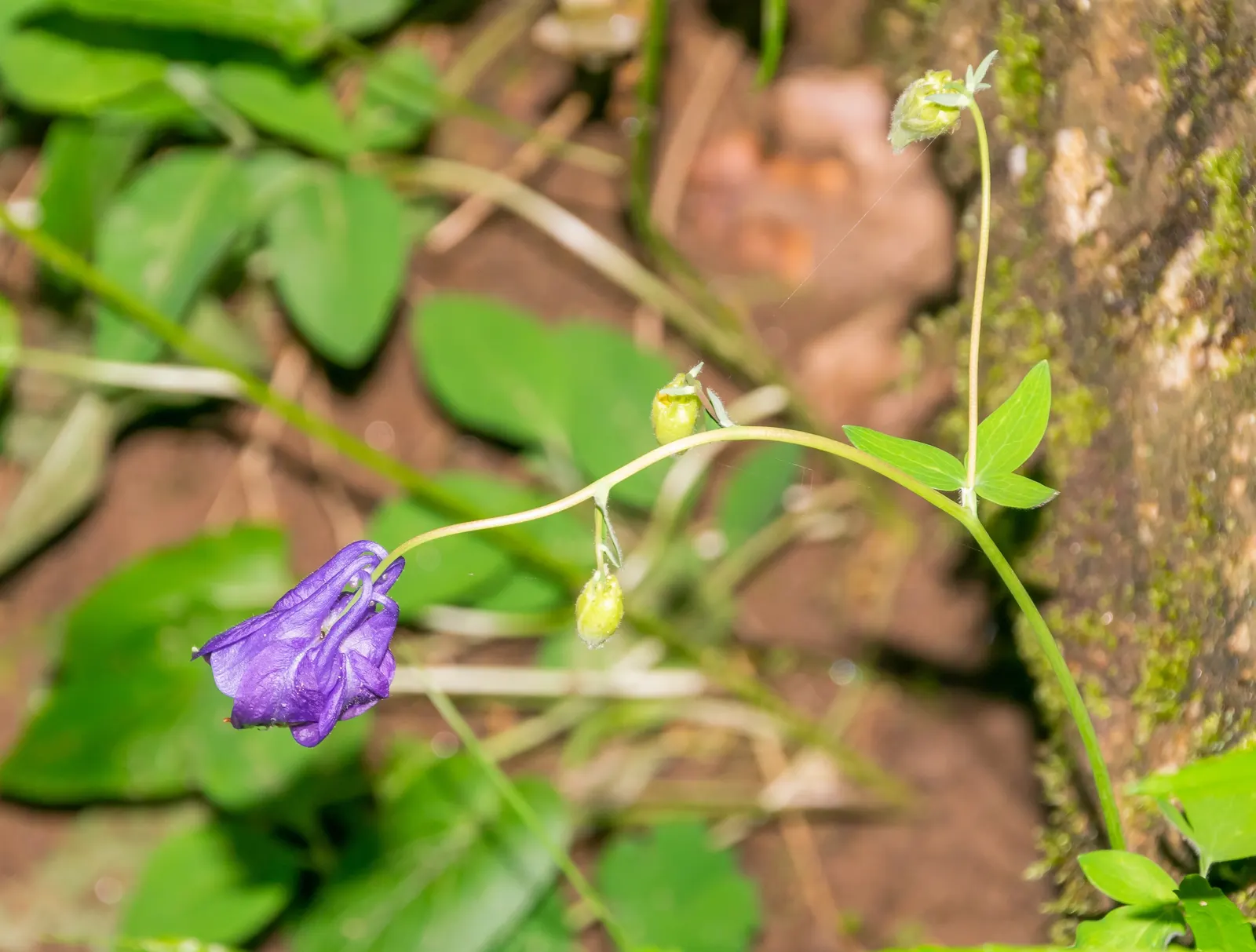 Columbine (Aquilegia Hybrids) — Renowned for its distinctive shape; these perennials are somewhat drought-tolerant, image 95
