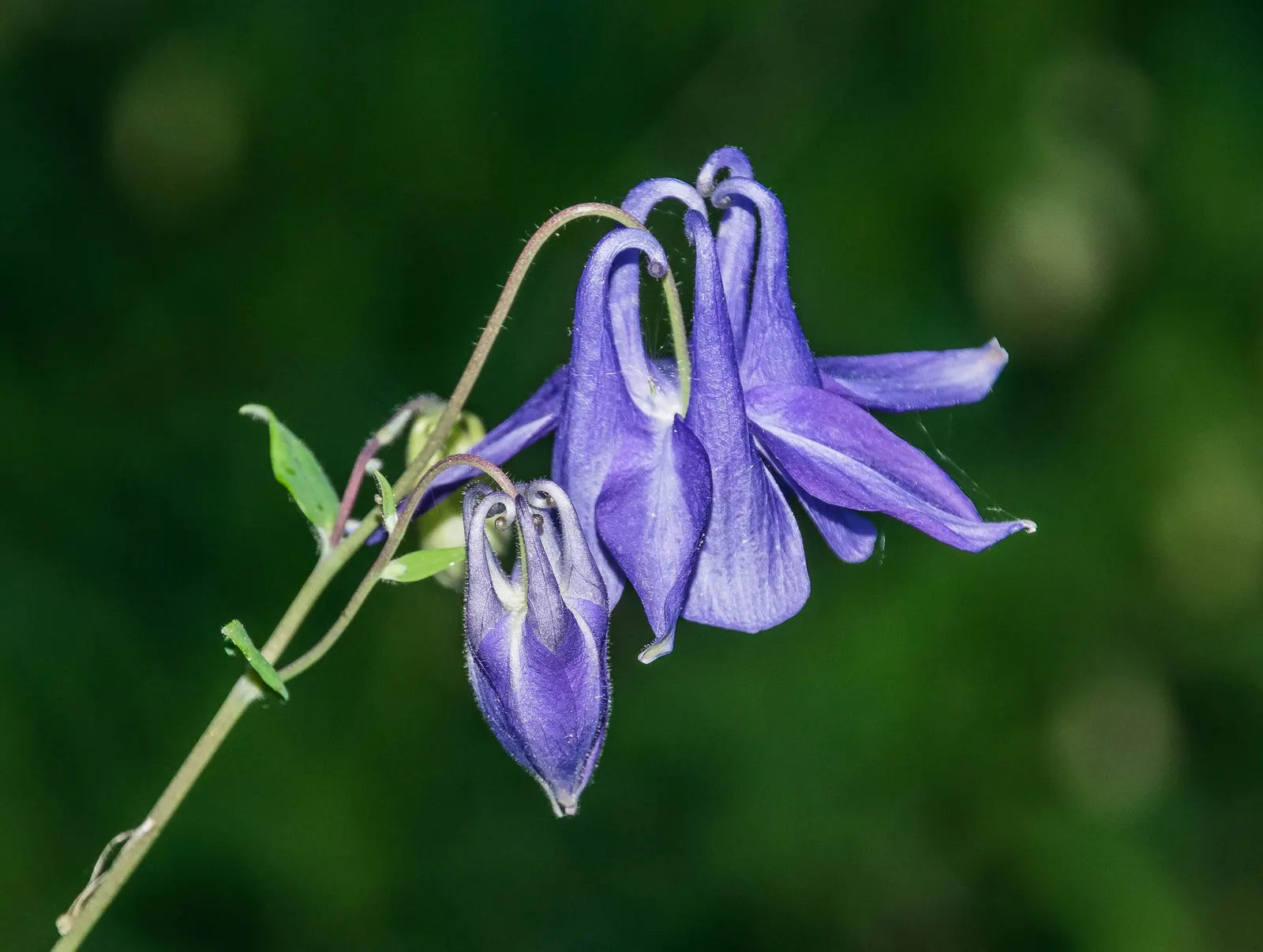 Columbine (Aquilegia Hybrids) — scientifically known as Aquilegia hybrids; to encourage more vigorous growth in the coming years, image 64