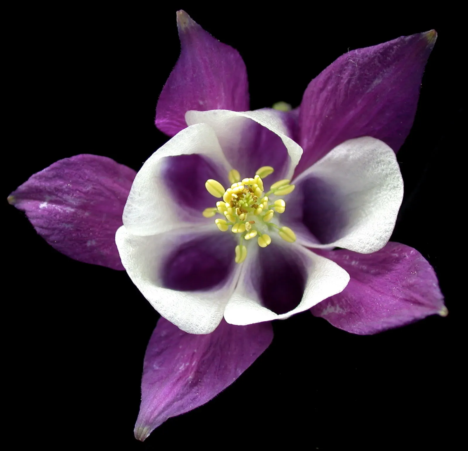 Columbine (Aquilegia Hybrids) — scientifically known as Aquilegia hybrids; to encourage more vigorous growth in the coming years, image 120