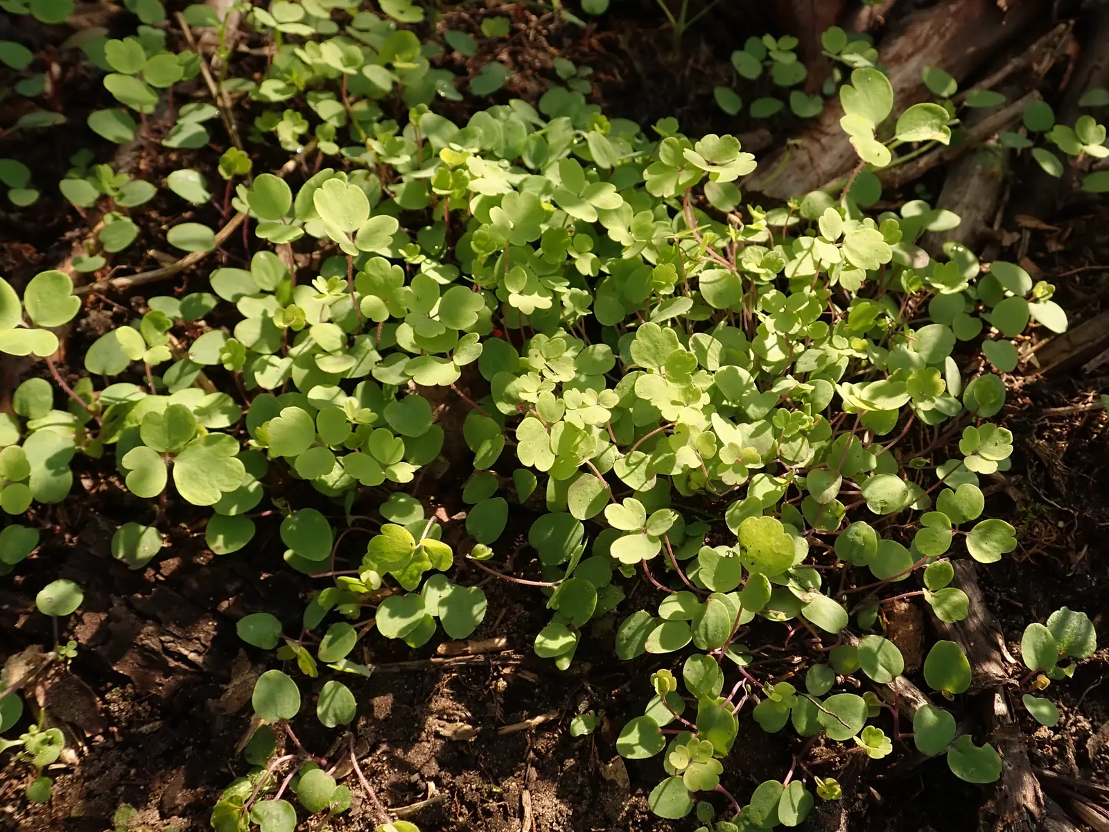 Columbine (Aquilegia Hybrids) — To encourage more vigorous growth in the coming years; thriving in USDA zones 3-8, it prefers partially shaded, image 109