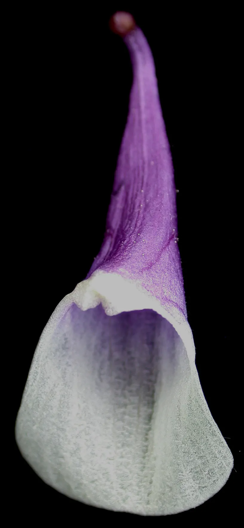 Columbine (Aquilegia Hybrids) — nodding flowers with spurred petals; renowned for its distinctive shape