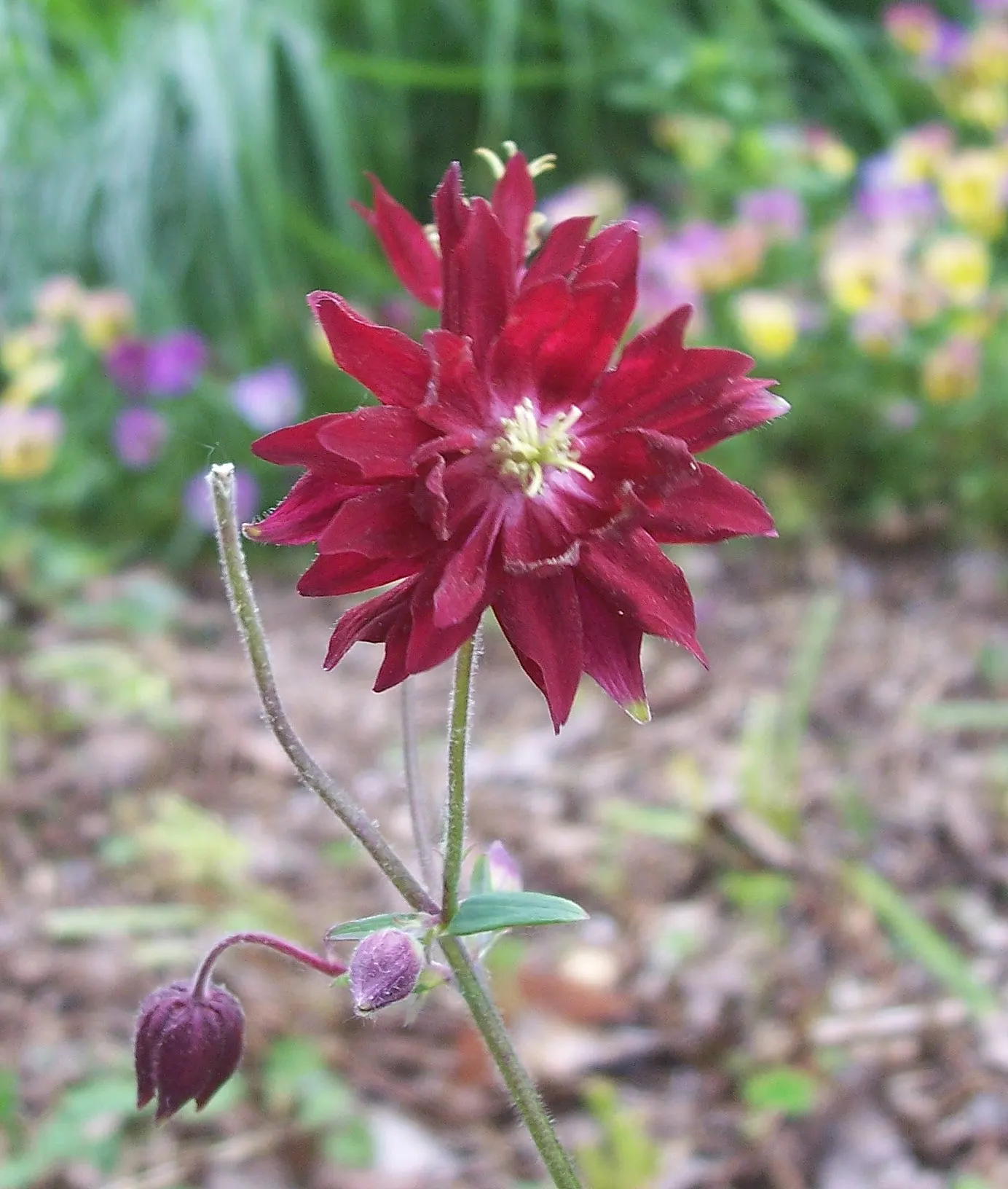 Columbine (Aquilegia Hybrids) — To encourage more vigorous growth in the coming years; thriving in USDA zones 3-8, it prefers partially shaded spots and