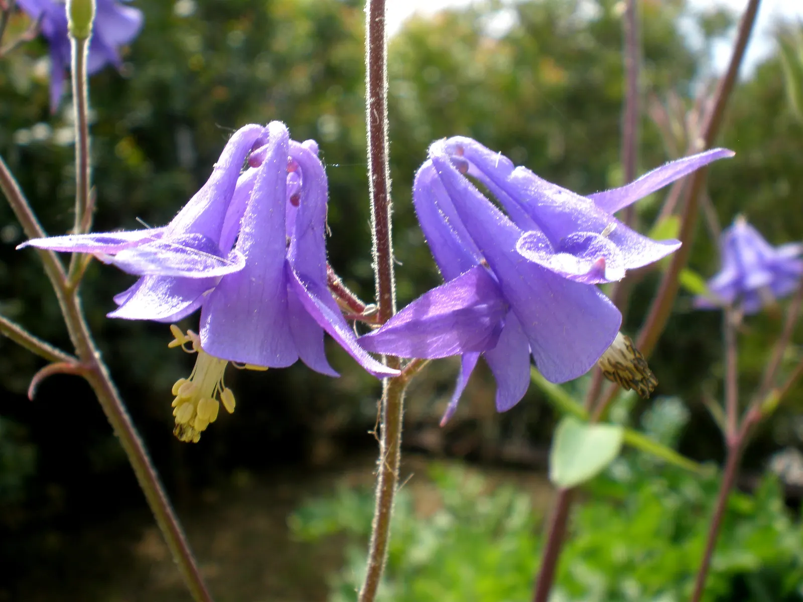 Columbine (Aquilegia Hybrids) — To encourage more vigorous growth in the coming years