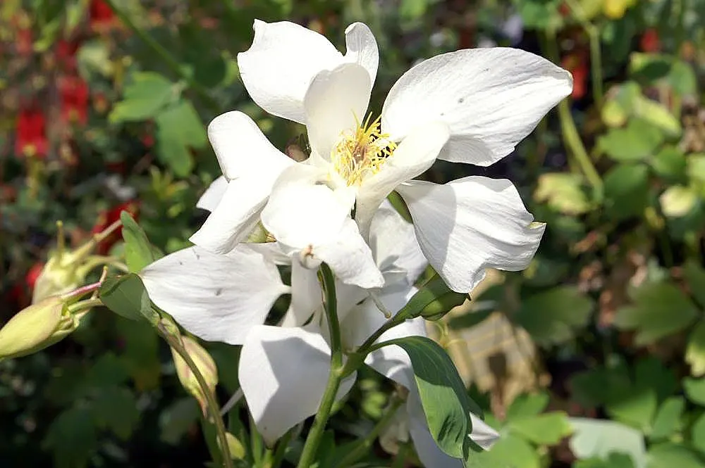 Columbine (Aquilegia Hybrids) — intricately detailed with spurred petals that can captivate any onlooker