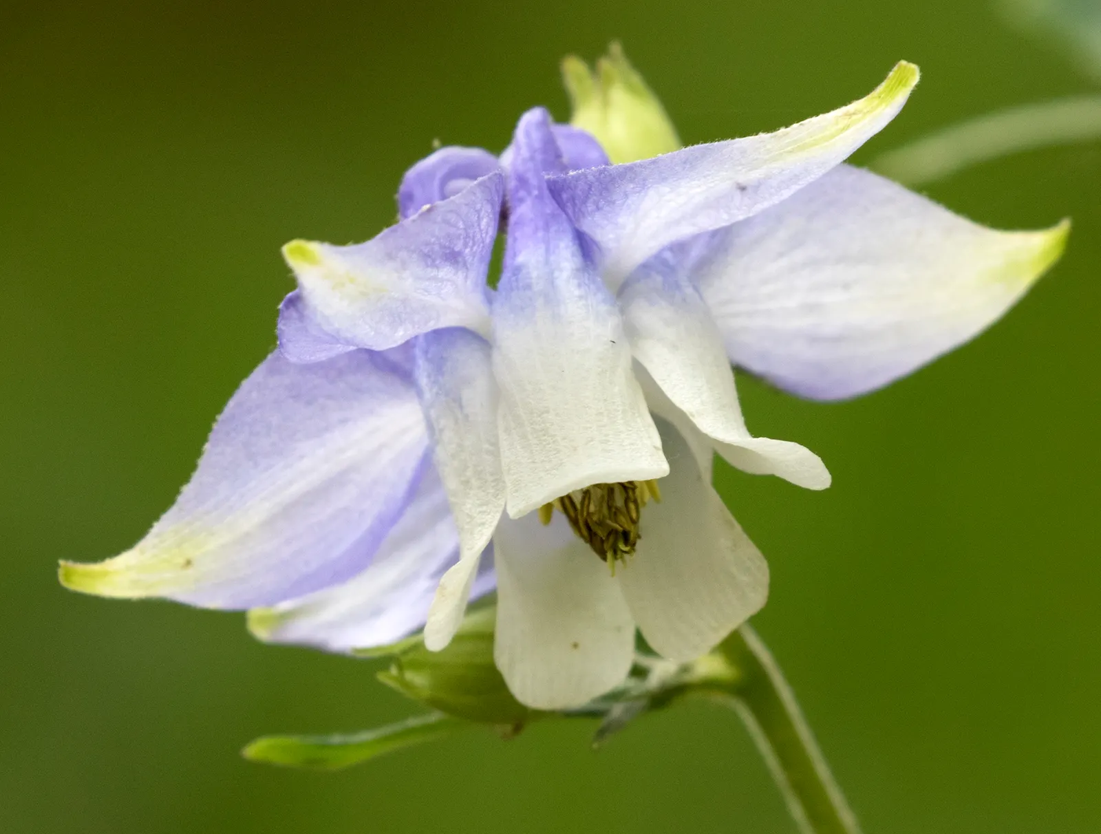 Columbine (Aquilegia Hybrids) — perennial for half or shade; to encourage more vigorous growth in the coming years, image 112