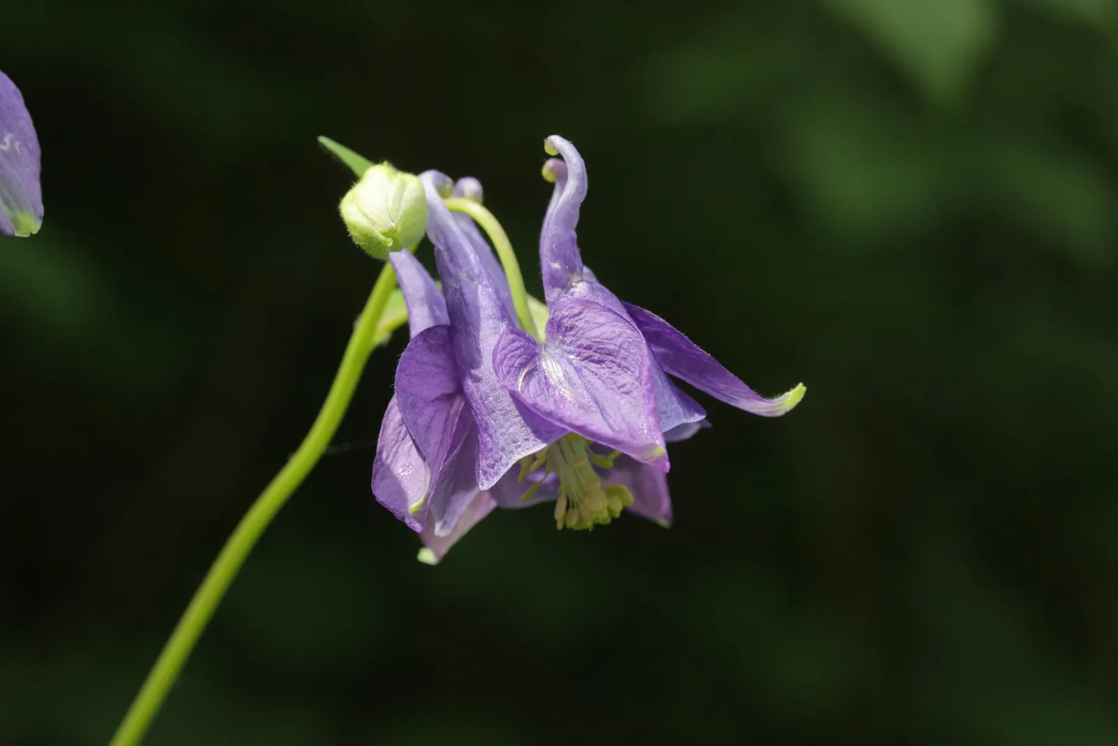 Columbine (Aquilegia Hybrids) — Columbines typically range from 1.5 to 3 feet and spread out about 1 to 2 feet