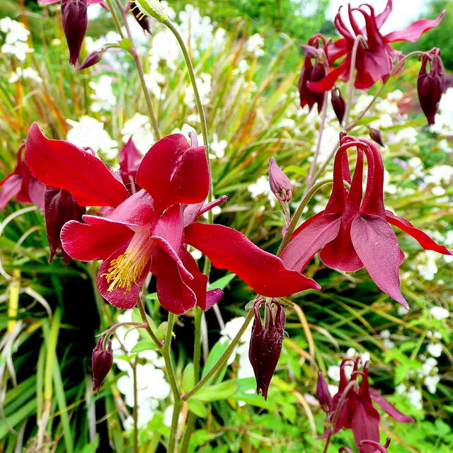 Columbine (Aquilegia Hybrids) — Aquilegia hybrids offer an extended blooming period