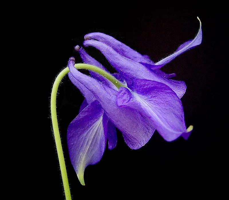 Columbine (Aquilegia Hybrids) — Columbine can bring enduring beauty to your landscape; these perennials are somewhat drought-tolerant, image 107
