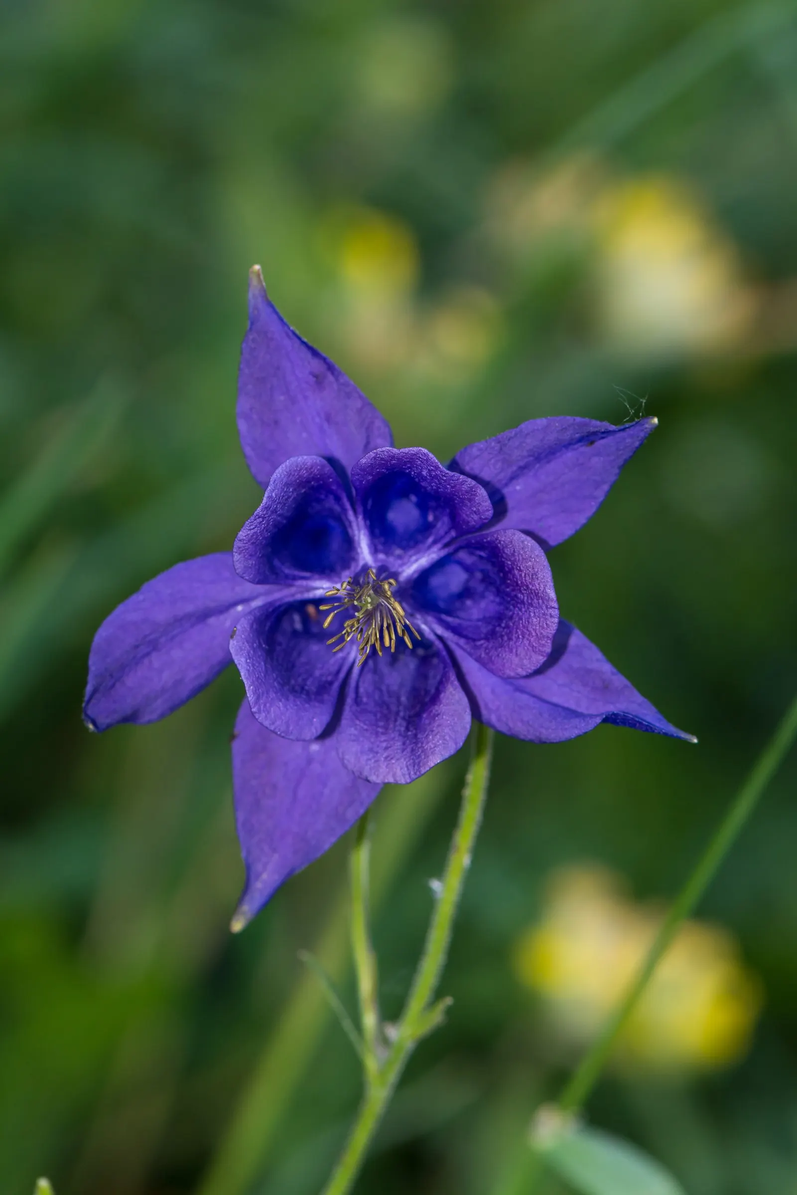 Columbine (Aquilegia Hybrids) — and they can attract an array of pollinators such as hummingbirds and butterflies to your garden; thriving in USDA, image 77