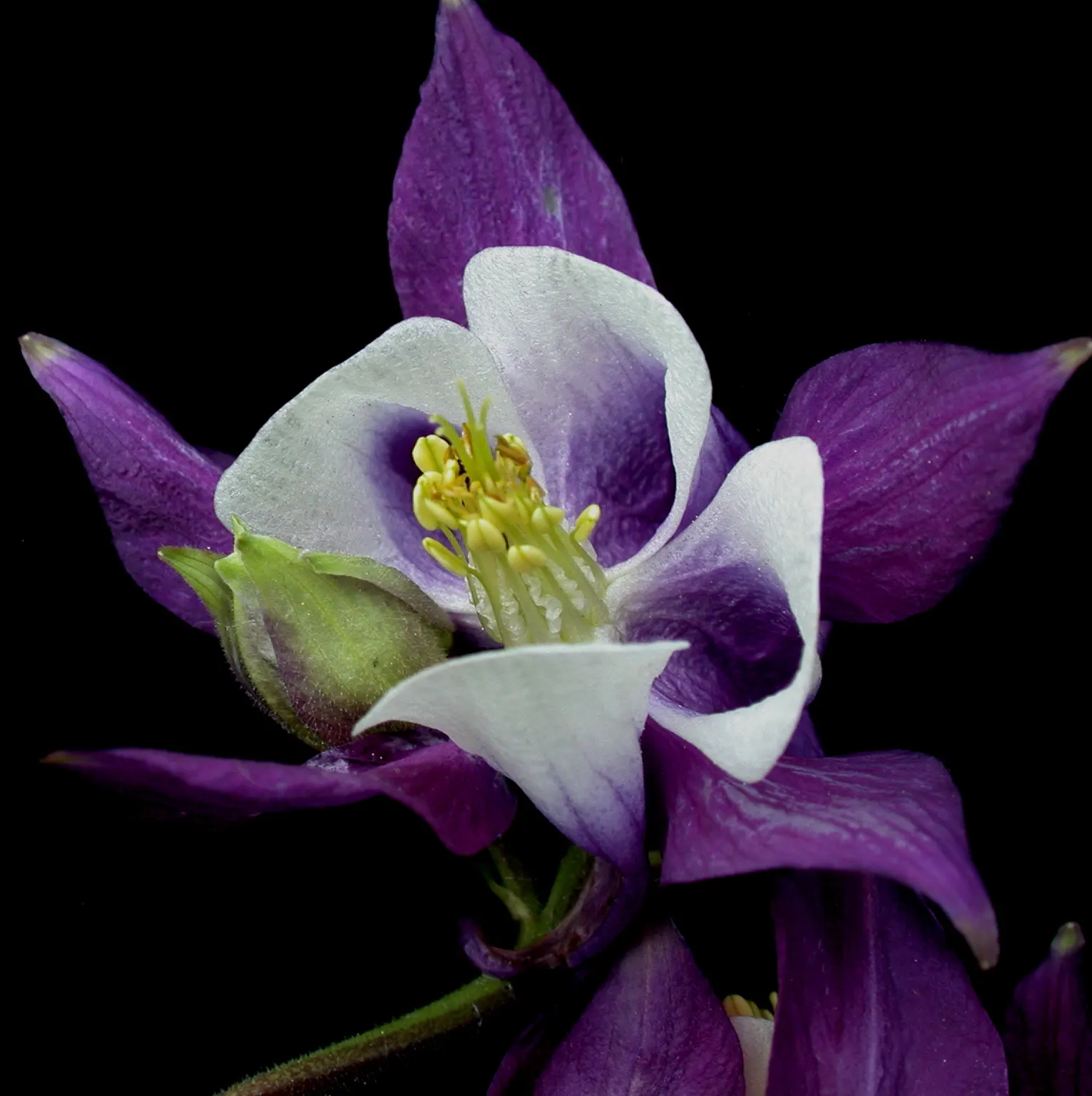 Columbine (Aquilegia Hybrids) — making them an excellent choice for mid-border placements in your garden landscape