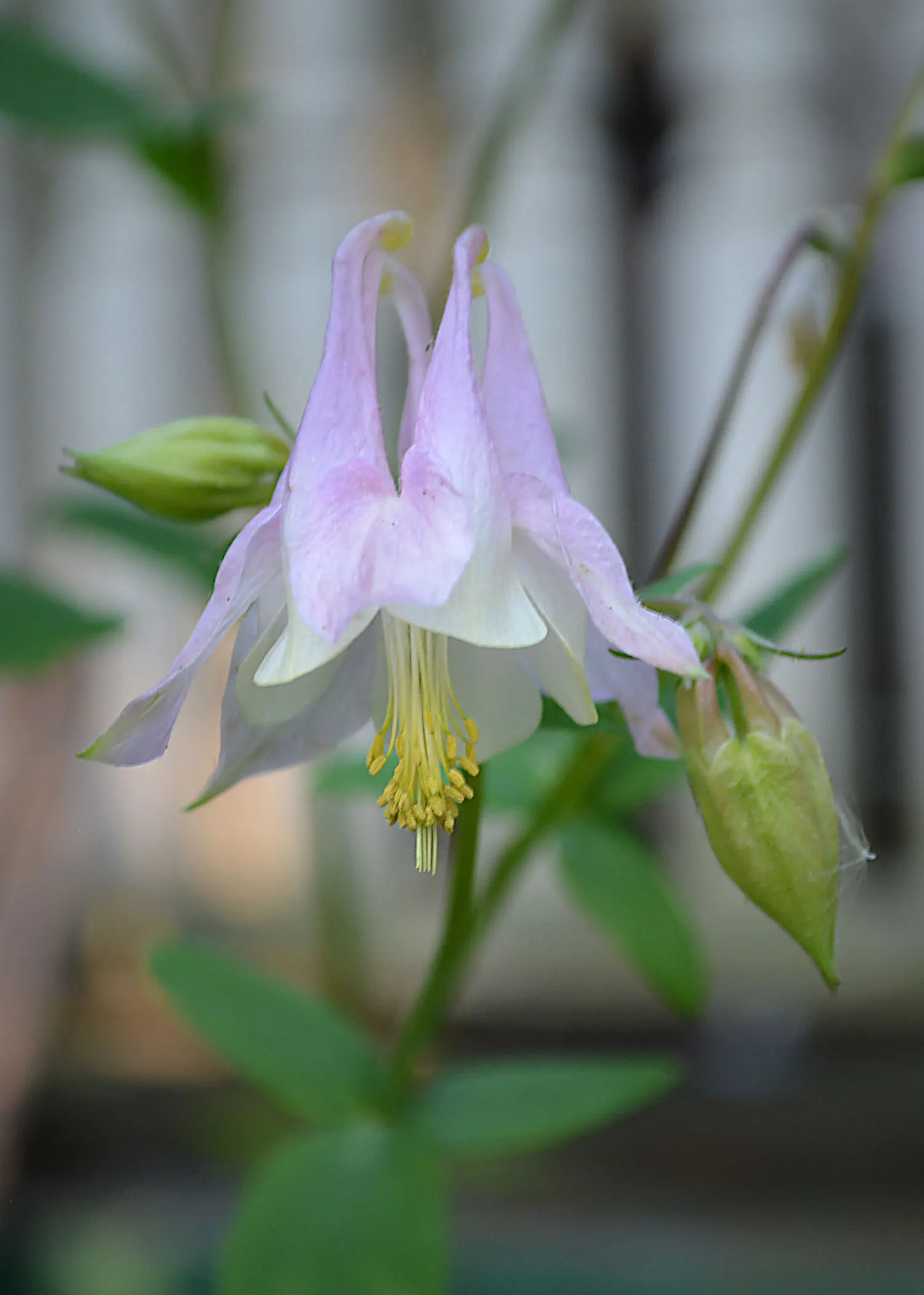 Columbine (Aquilegia Hybrids) — and they can attract an array of pollinators such as hummingbirds and butterflies to your garden; thriving in USDA zones 3-8
