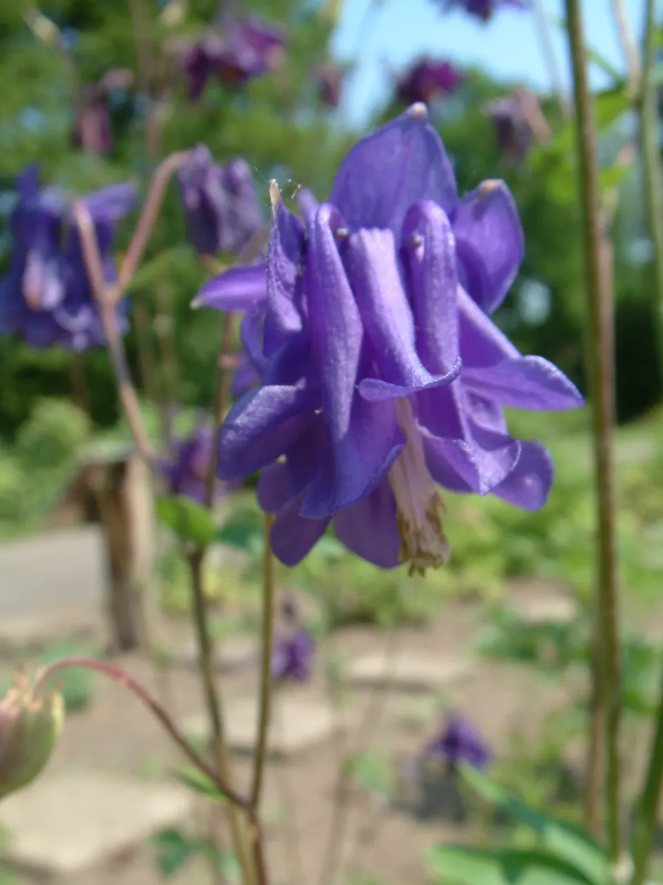 Columbine (Aquilegia Hybrids) — Aquilegia hybrids offer an extended blooming period; these perennials are somewhat drought-tolerant, image 103