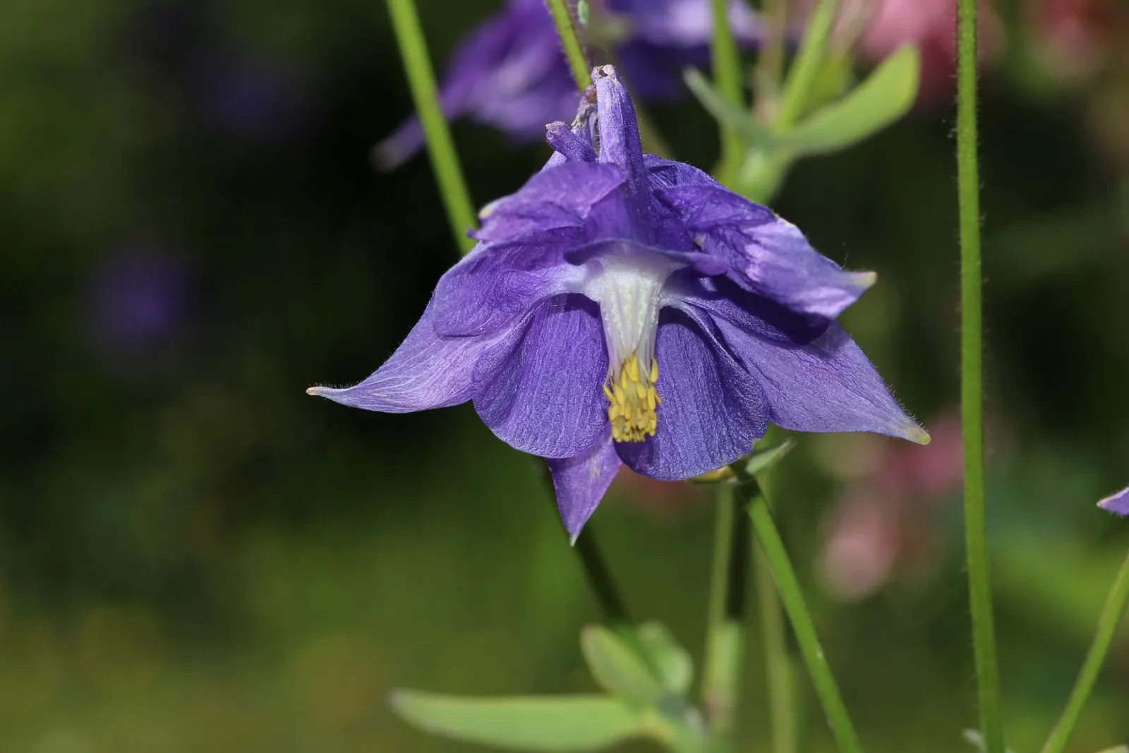 Columbine (Aquilegia Hybrids) — Columbine (Aquilegia hybrids) is a charming perennial boasting distinctive; thriving in USDA zones 3-8, it prefers, image 57