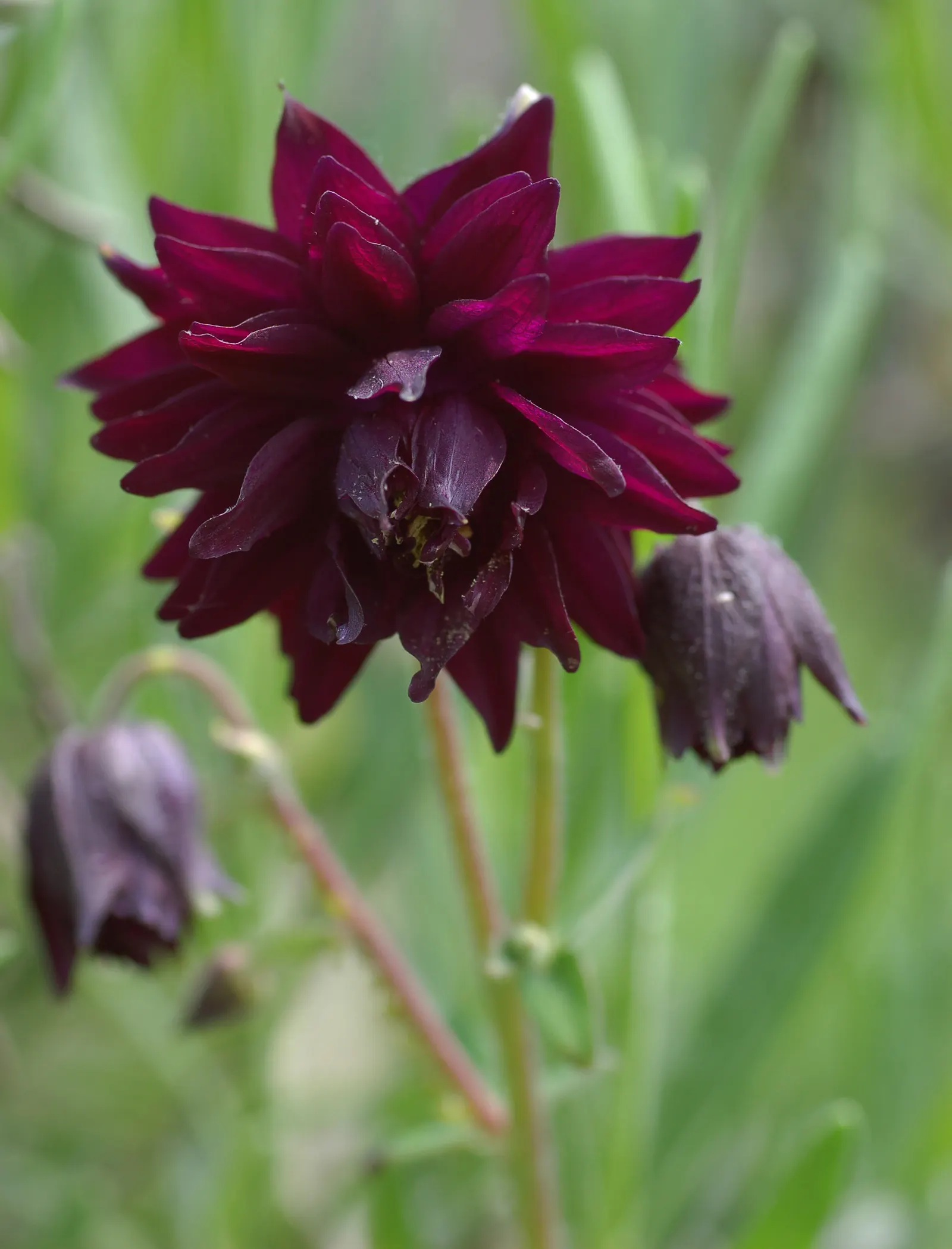 Columbine (Aquilegia Hybrids) — Columbine (Aquilegia hybrids) is a charming perennial boasting distinctive; thriving in USDA zones 3-8, it prefers partially