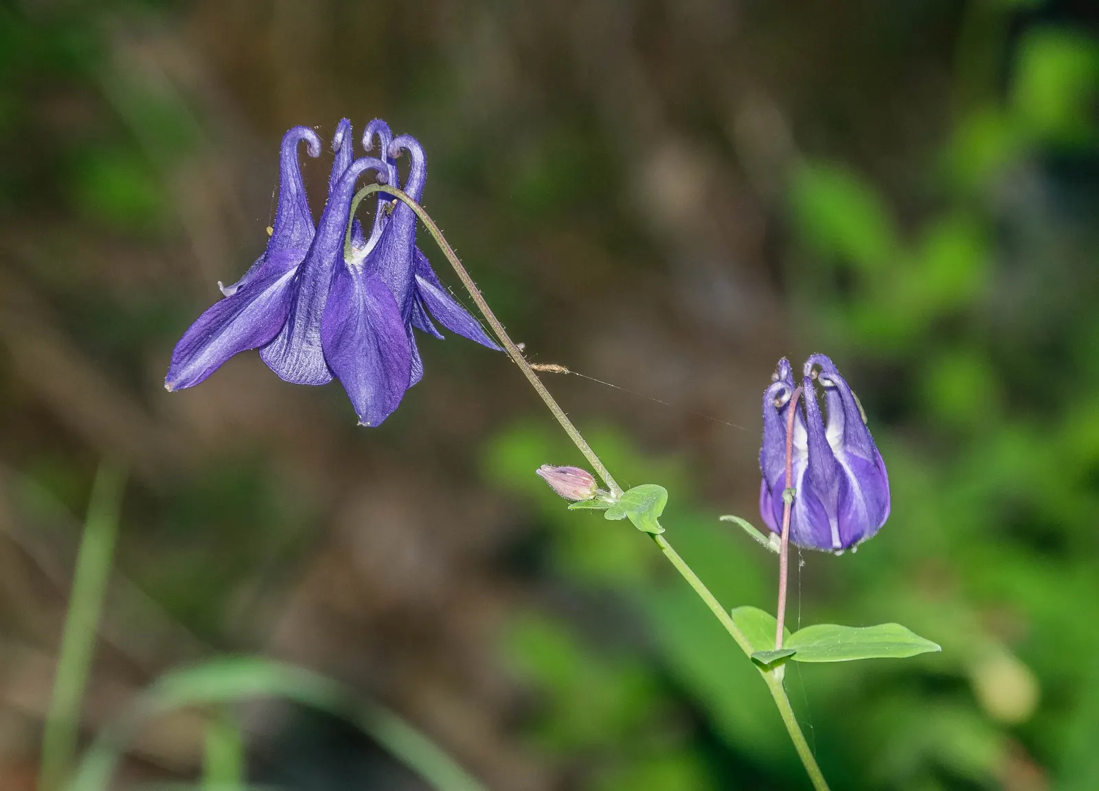 Columbine (Aquilegia Hybrids) — is a charming perennial that boasts an array of enchanting bell-shaped flowers