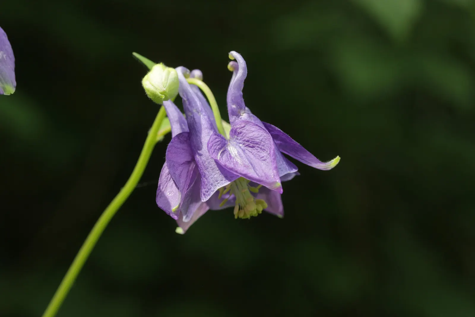 Columbine (Aquilegia Hybrids) — As a low-maintenance plant that self-seeds