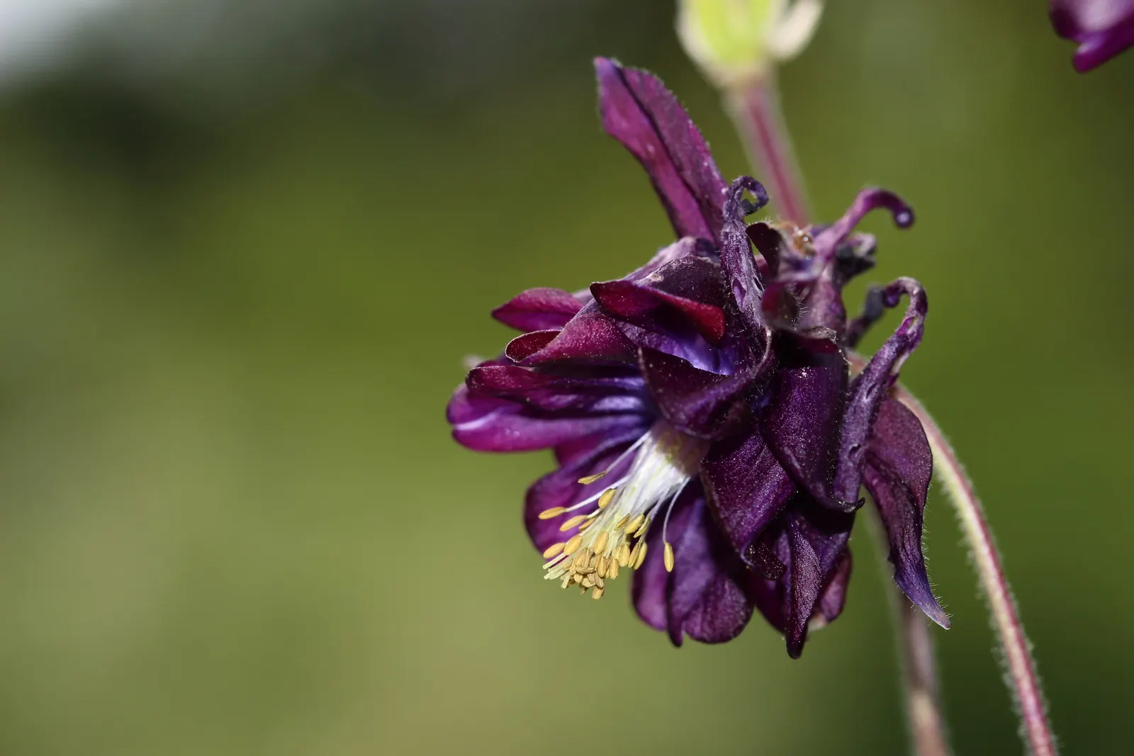 Columbine (Aquilegia Hybrids) — scientifically known as Aquilegia hybrids; to encourage more vigorous growth in the coming years
