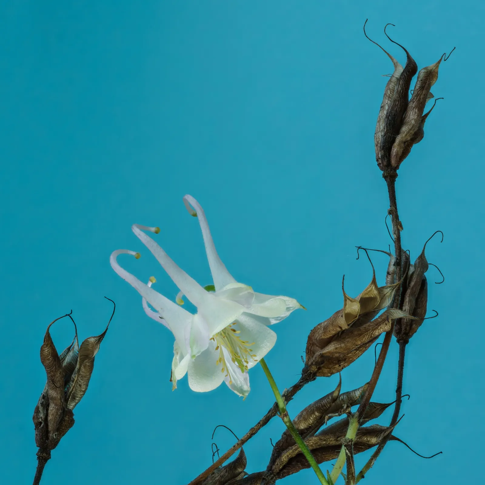 Columbine (Aquilegia Hybrids) — often with contrasting stamens that add to their visual allure.<br><br>Growing to a modest height; to encourage, image 96