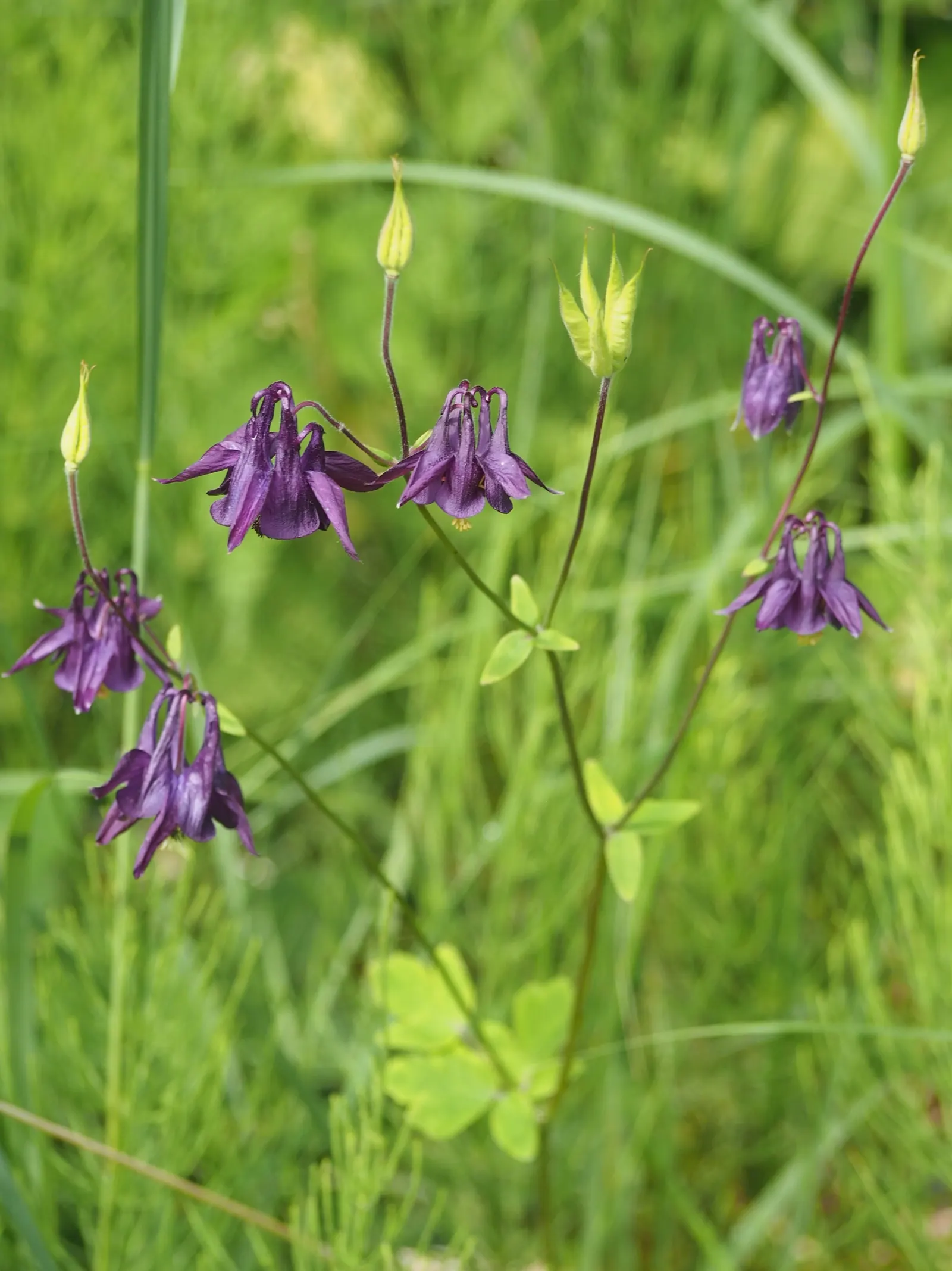 Columbine (Aquilegia Hybrids) — in hues from soft pastels to vibrant blues; these perennials are somewhat drought-tolerant, image 87