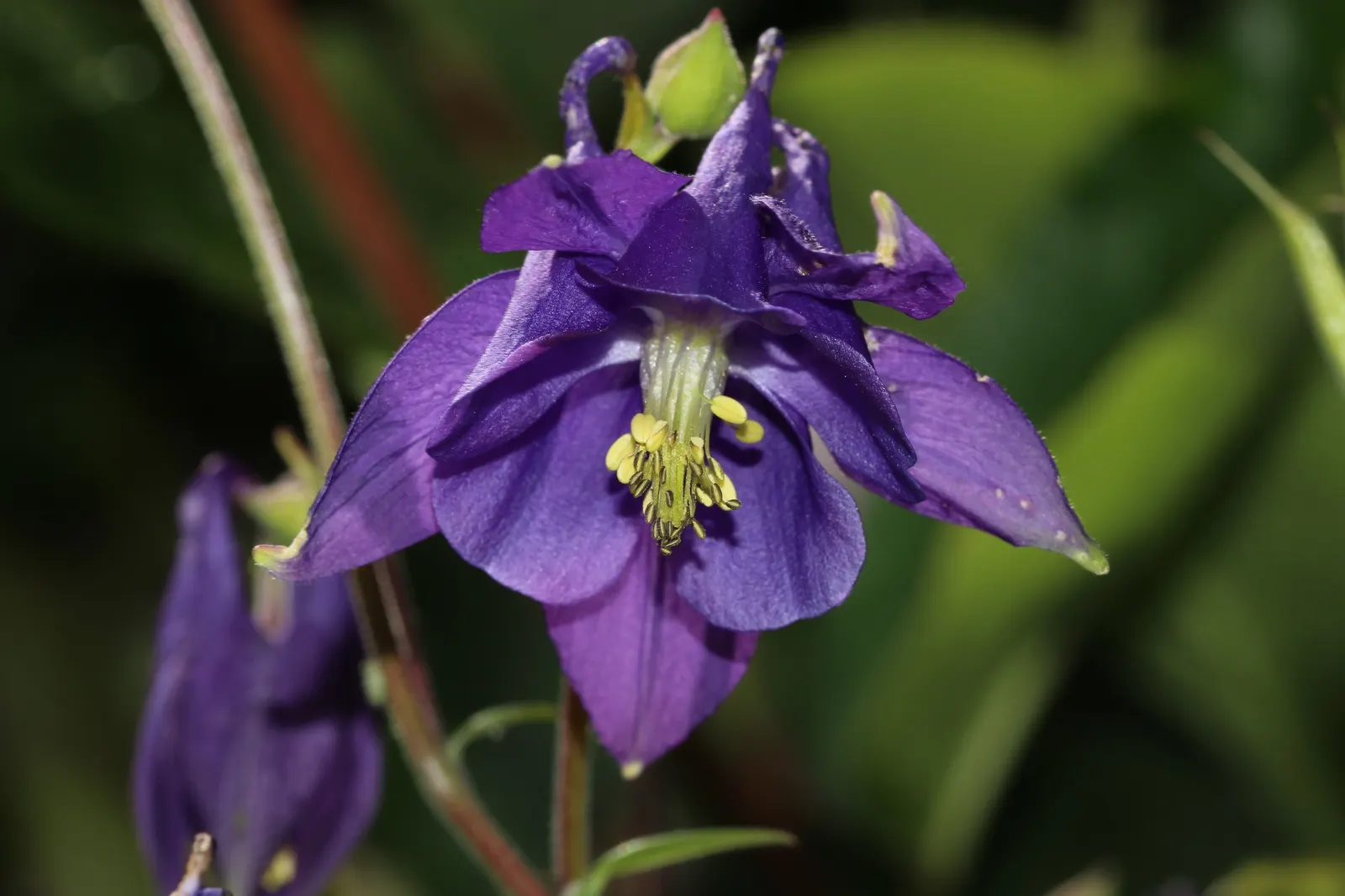 Columbine (Aquilegia Hybrids) — perennial for half or shade