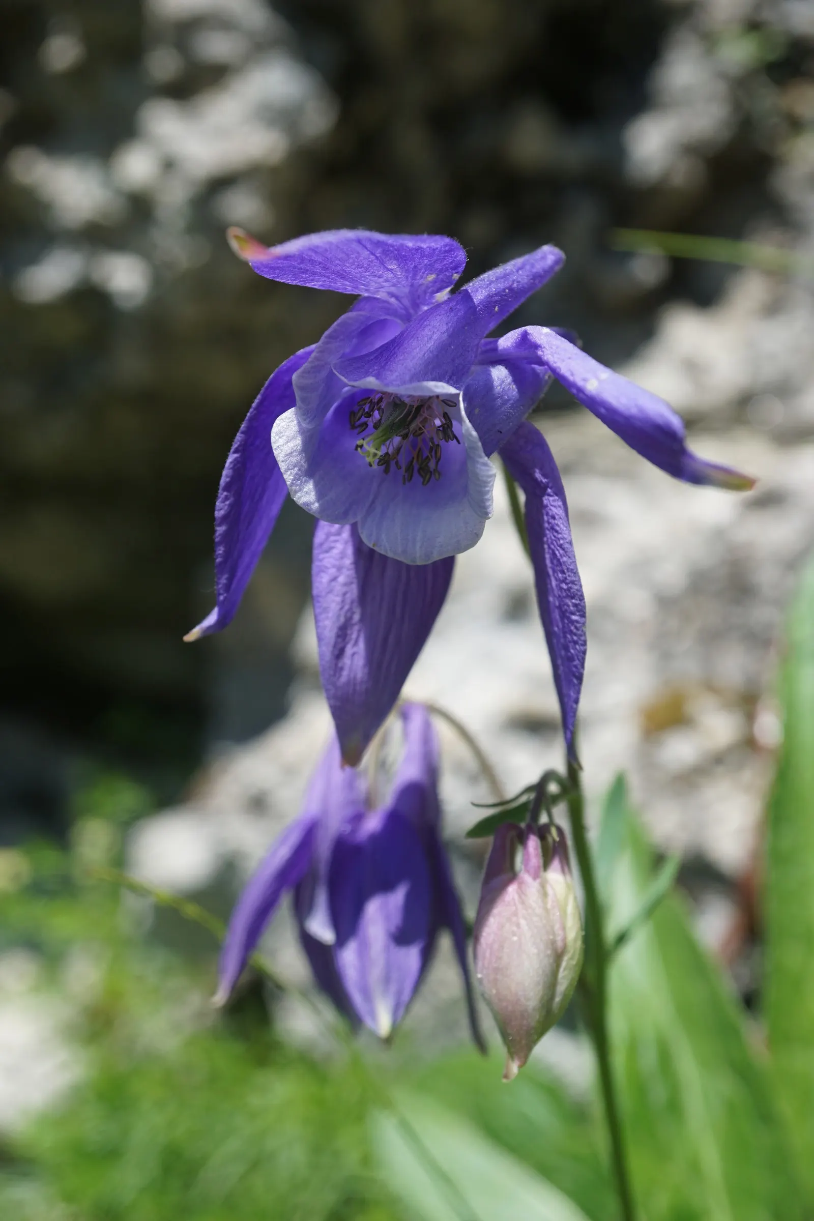 Columbine (Aquilegia Hybrids) — They perform best in USDA hardiness zones 3 through 9; these perennials are somewhat drought-tolerant