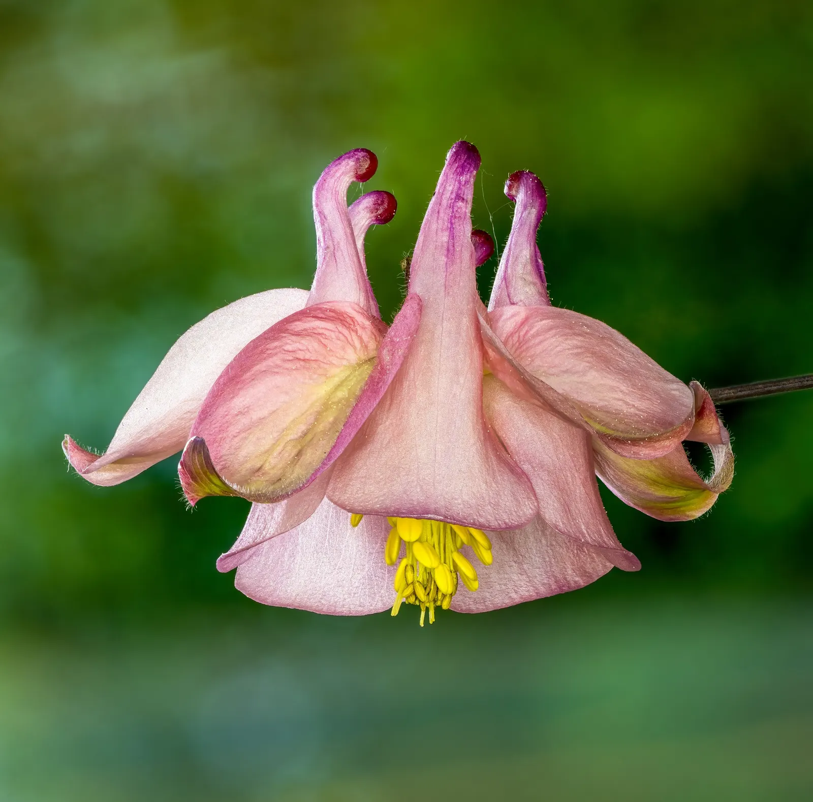 Columbine (Aquilegia Hybrids) — in hues from soft pastels to vibrant blues