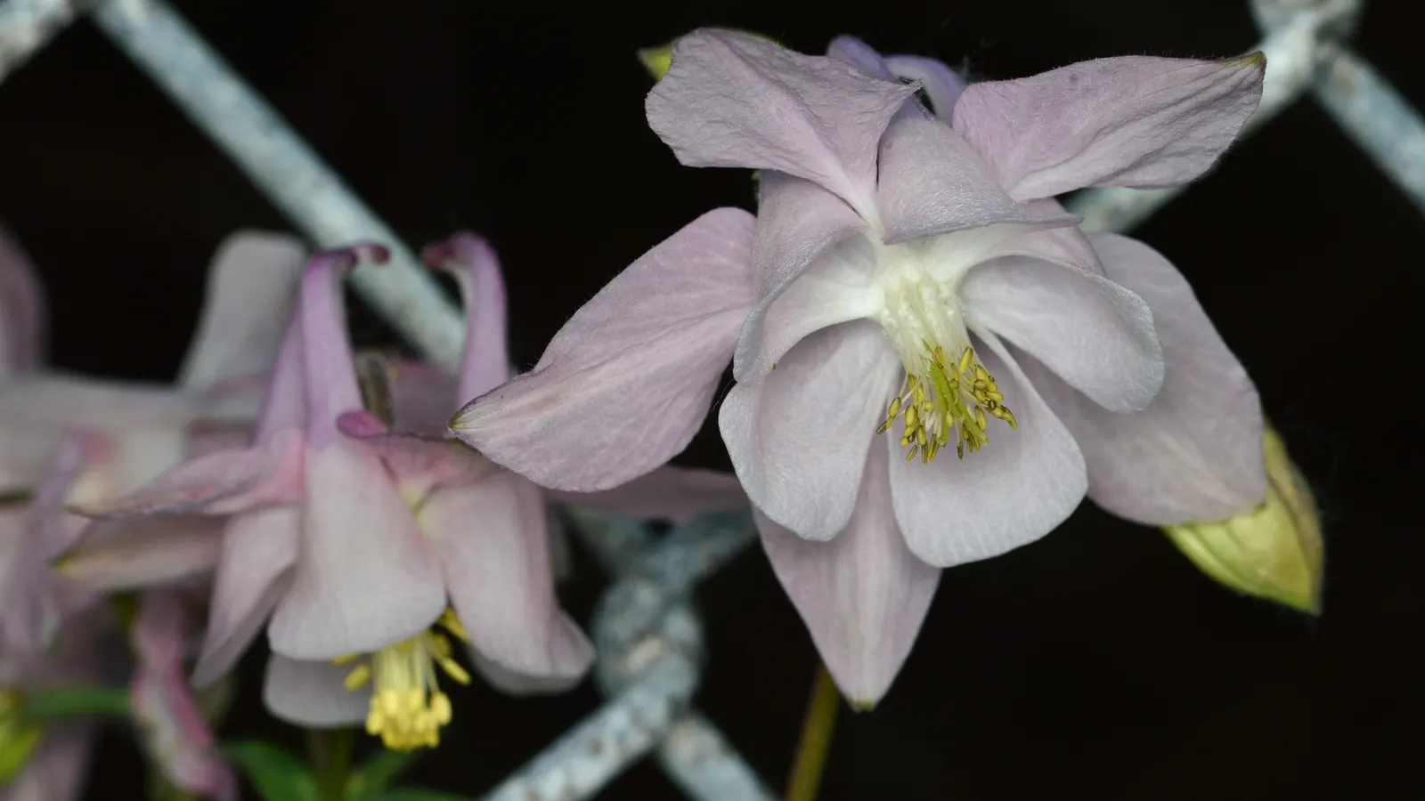 Columbine (Aquilegia Hybrids) — is a charming perennial that boasts an array of enchanting bell-shaped flowers; thriving in USDA zones 3-8, it prefers