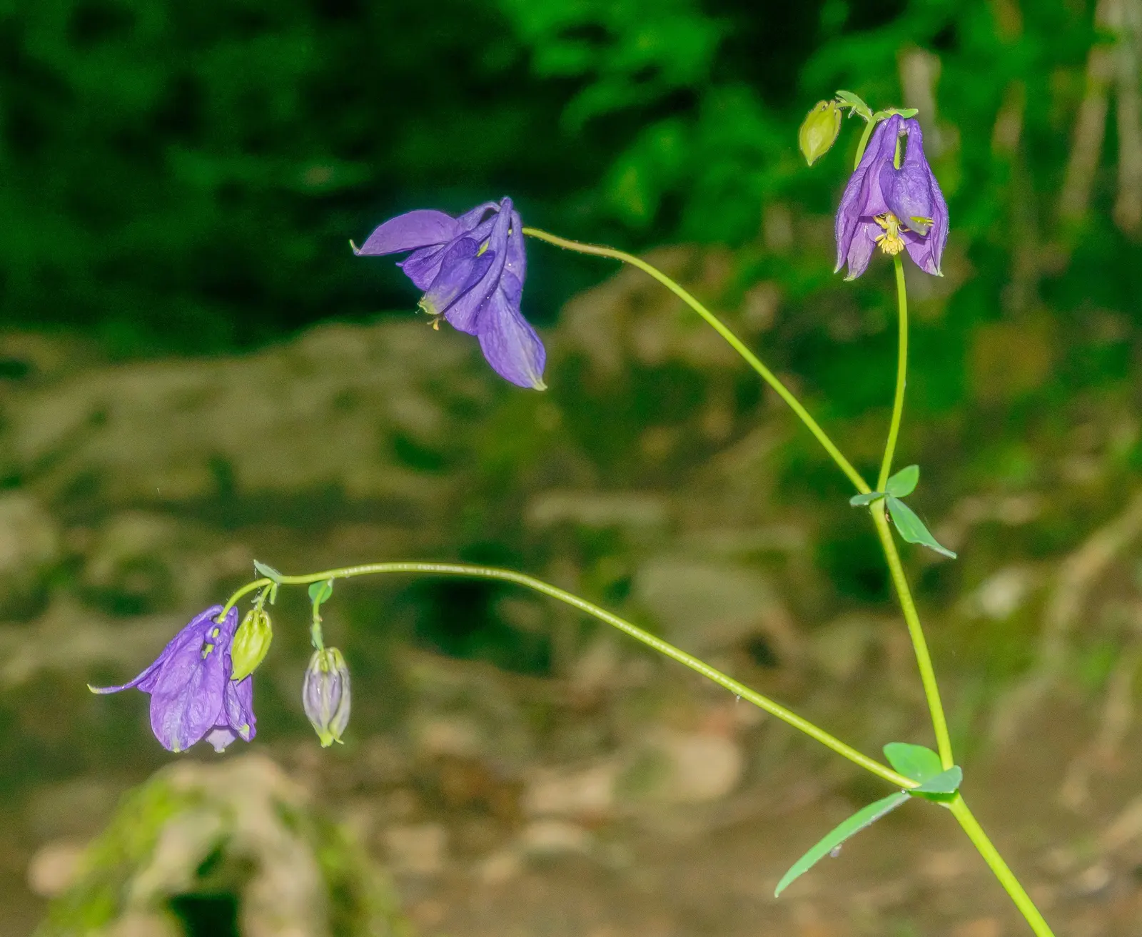 Columbine (Aquilegia Hybrids) — Columbine's early summer blooms attract hummingbirds and butterflies, adding dynamic life to your garden; renowned, image 90
