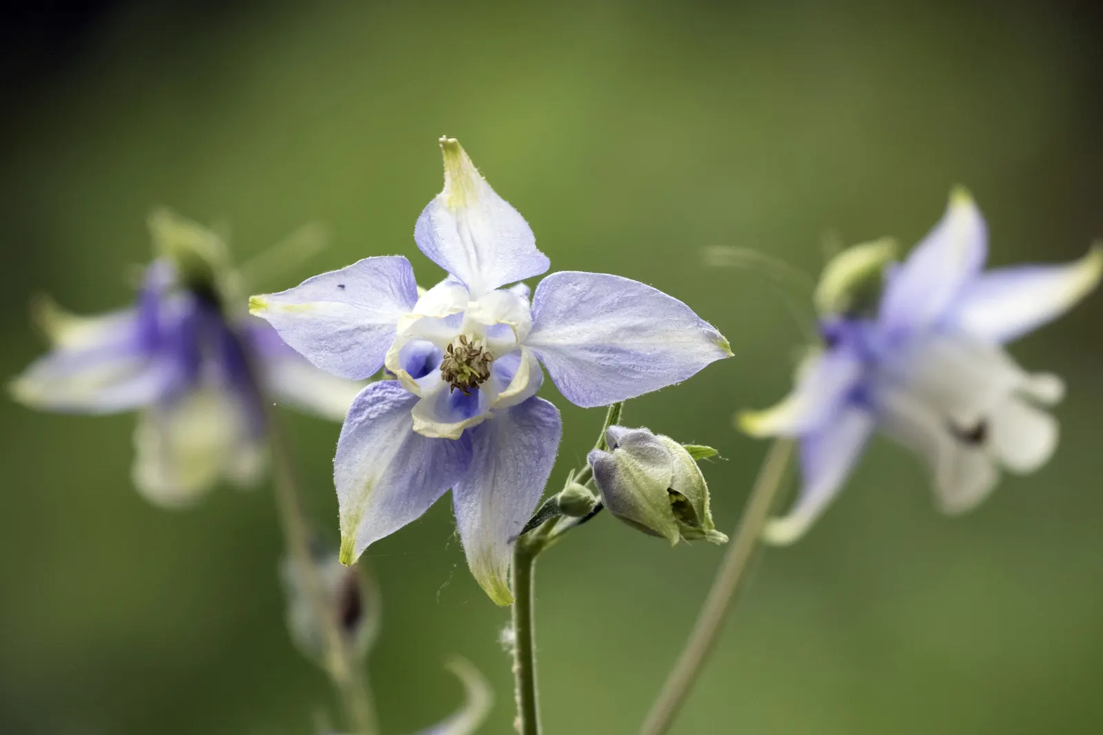 Columbine (Aquilegia Hybrids) — and a slightly acidic to neutral pH balance is ideal; thriving in USDA zones 3-8, it prefers partially shaded spots, image 101