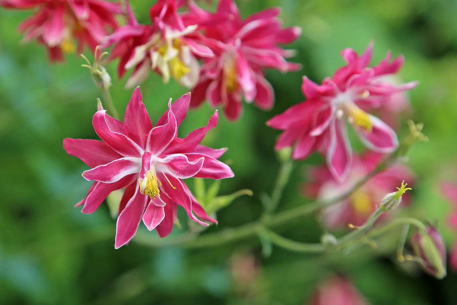 Columbine (Aquilegia Hybrids) — intricately detailed with spurred petals that can captivate any onlooker; renowned for its distinctive shape, image 122