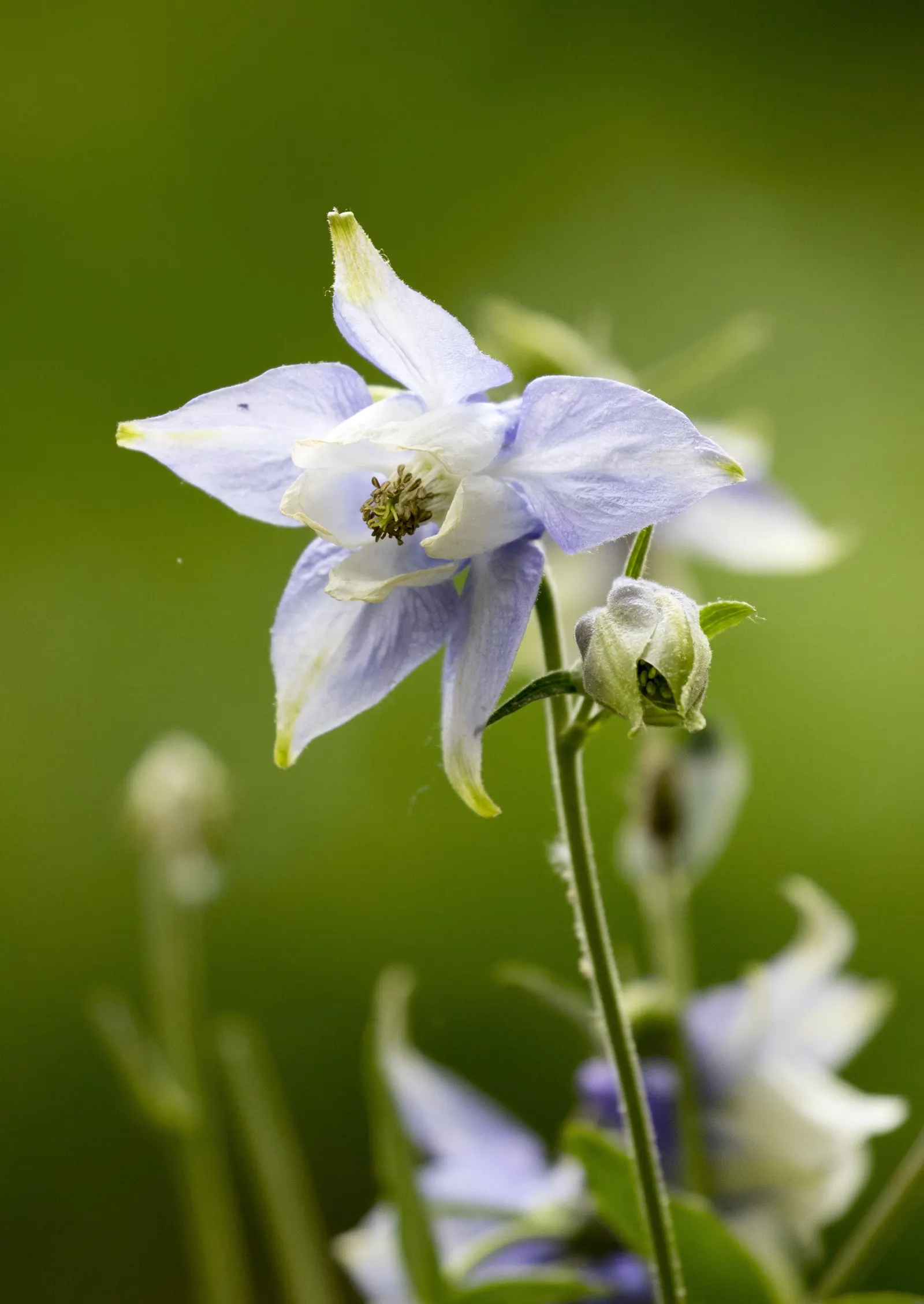 Columbine (Aquilegia Hybrids) — Ideal for woodland settings and border accents; these perennials are somewhat drought-tolerant, image 119