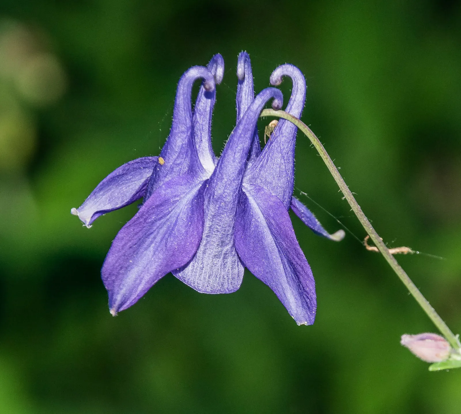 Columbine (Aquilegia Hybrids) — with minimal efforts on maintenance
