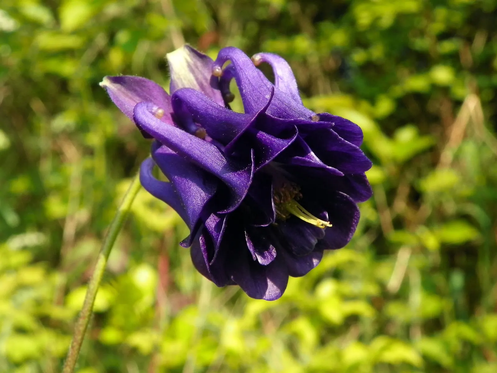 Columbine (Aquilegia Hybrids) — As a low-maintenance plant that self-seeds; renowned for its distinctive shape